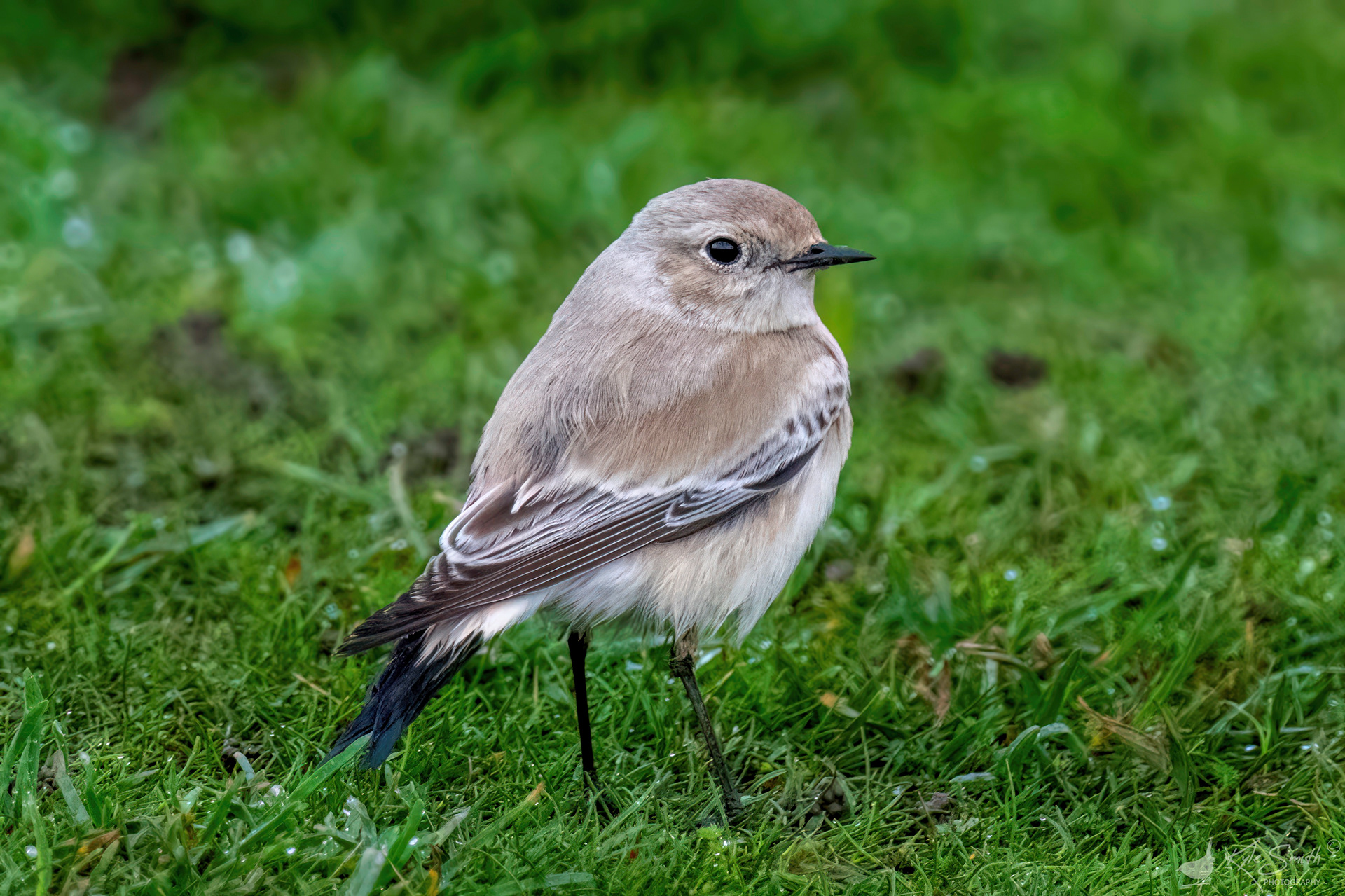 Desert wheatear