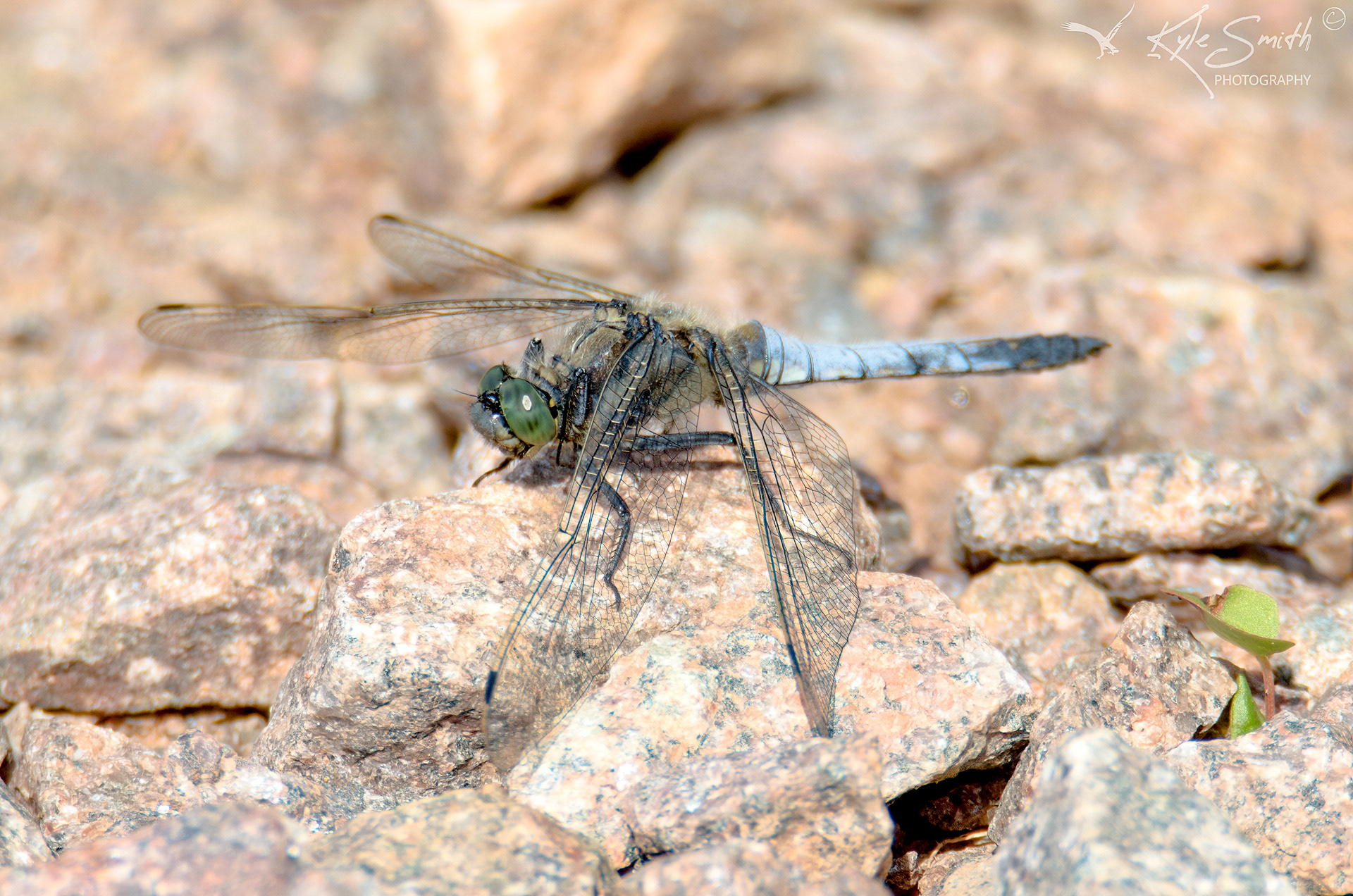 Black-tailed skimmer