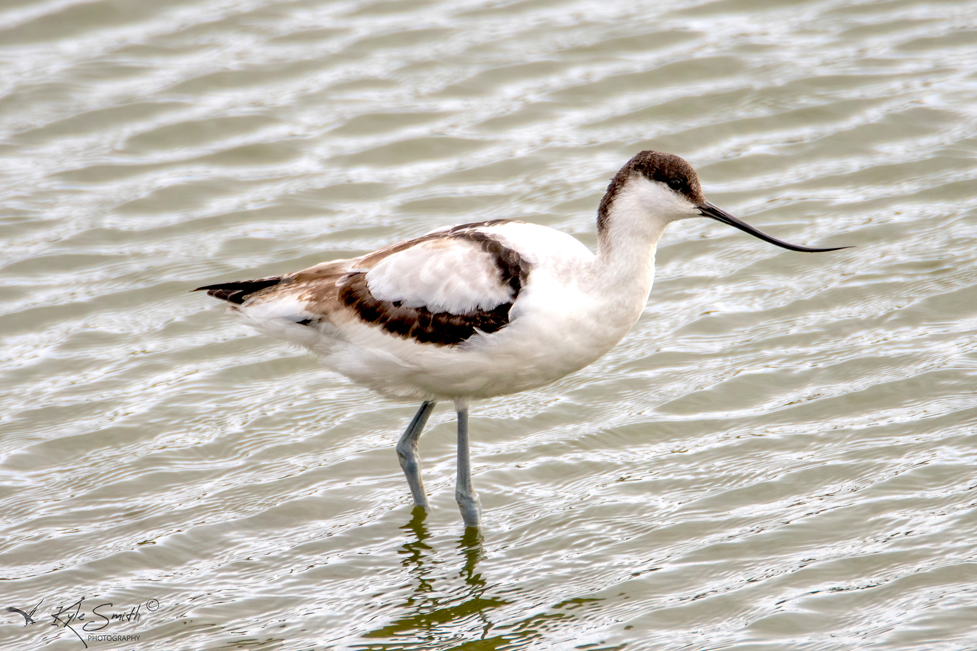 Avocet