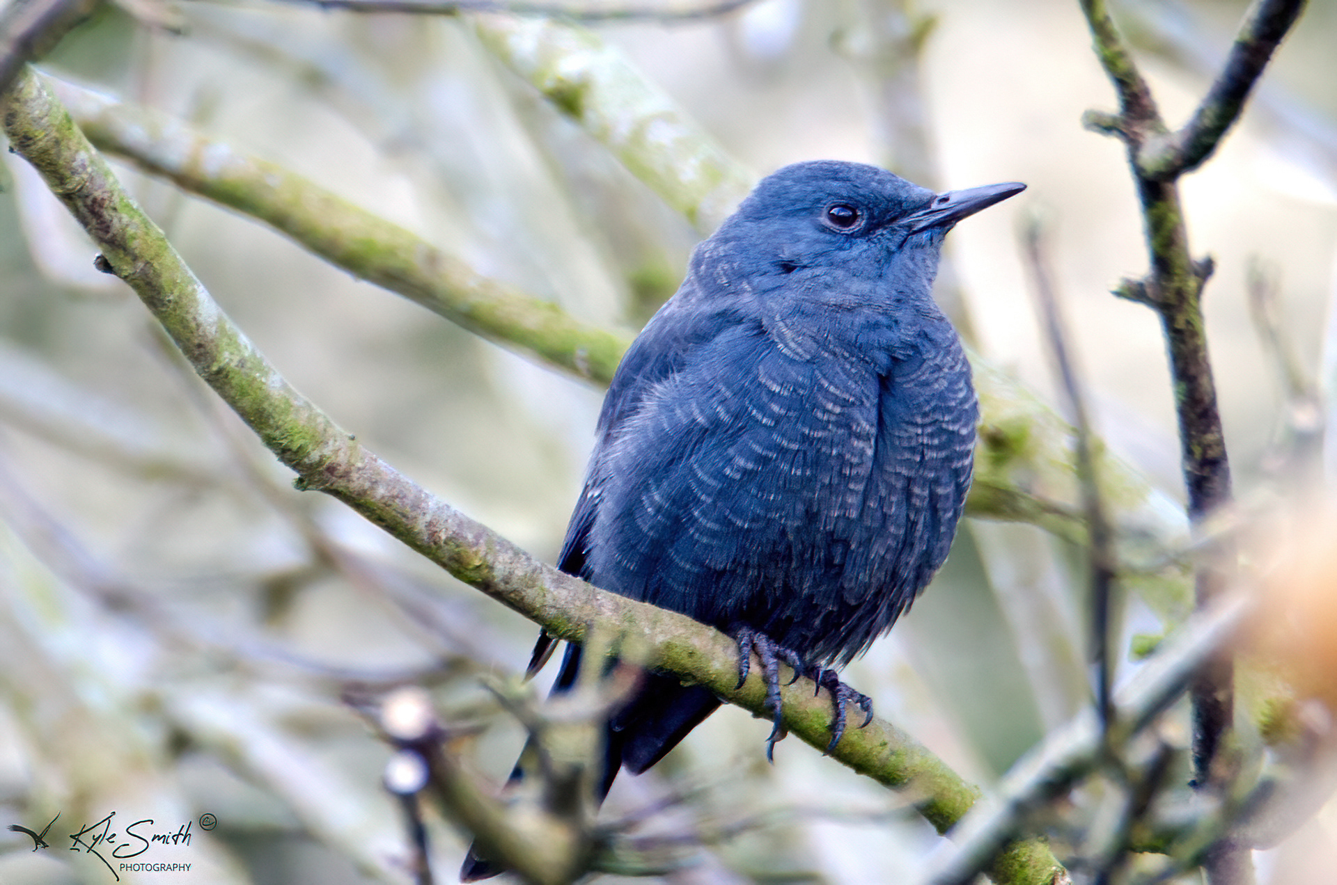 Blue rock thrush