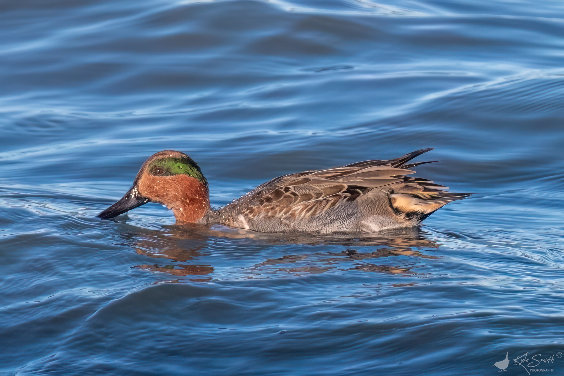 Green-winged teal