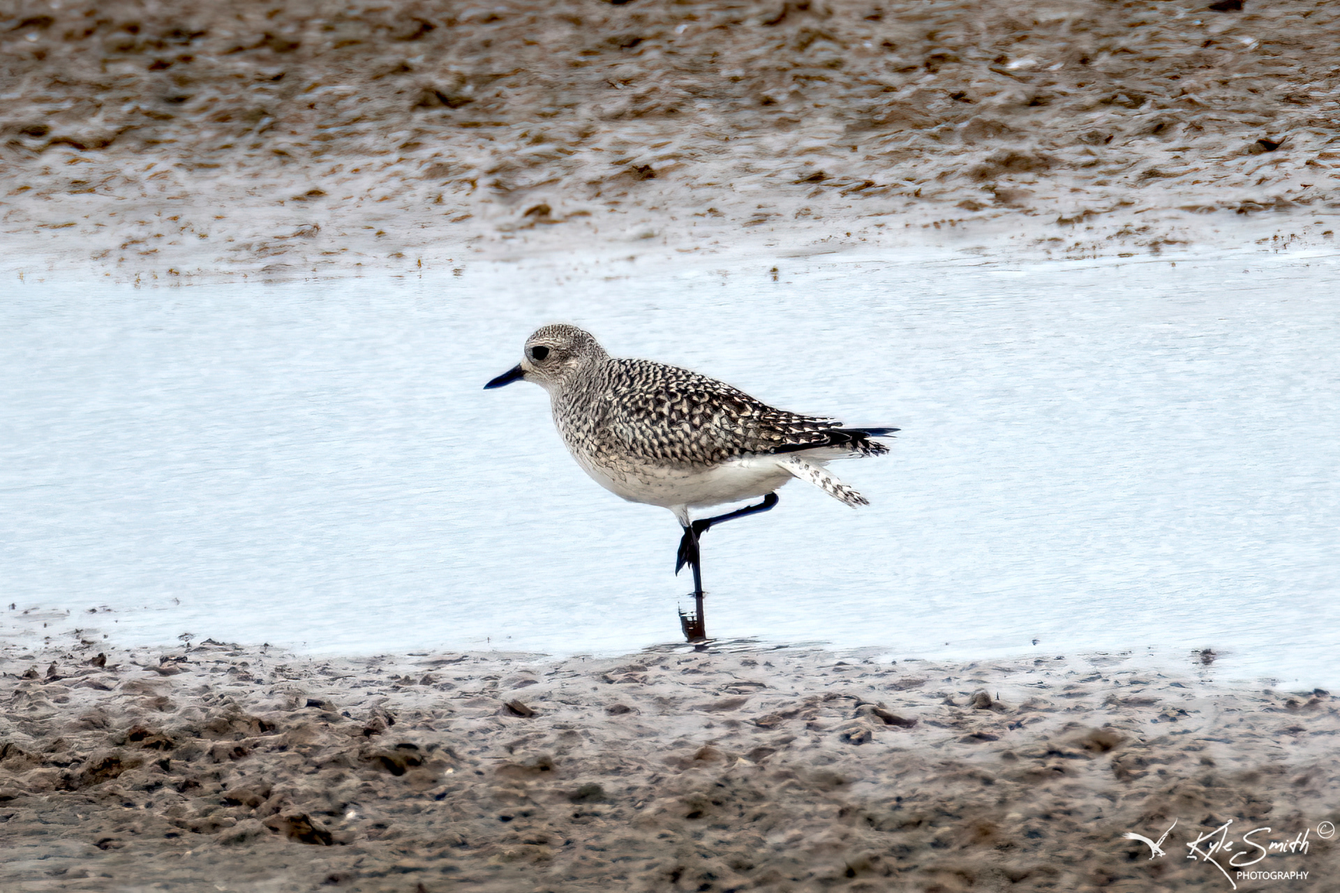Grey plover