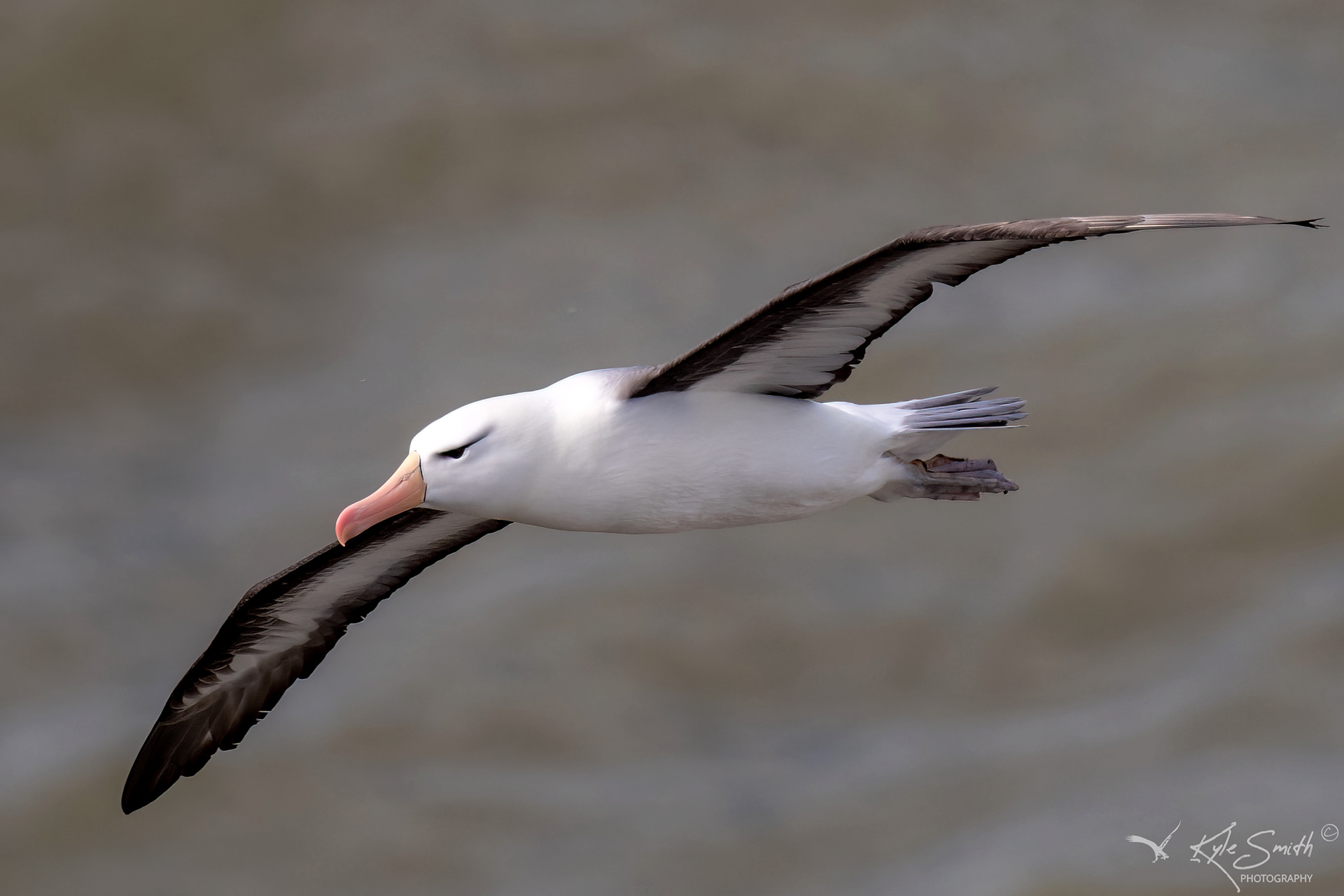 Black-browed albatross
