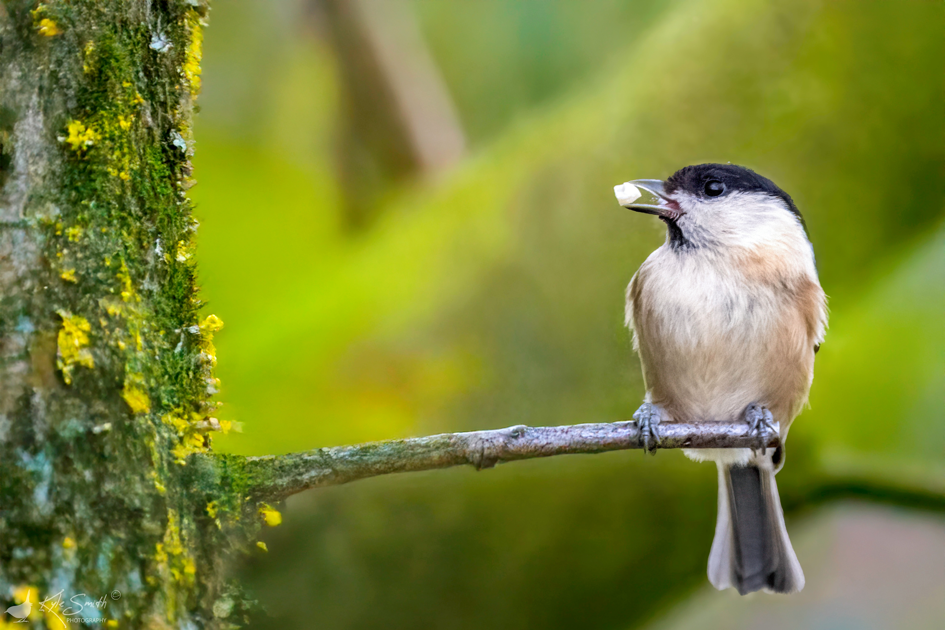 Willow tit
