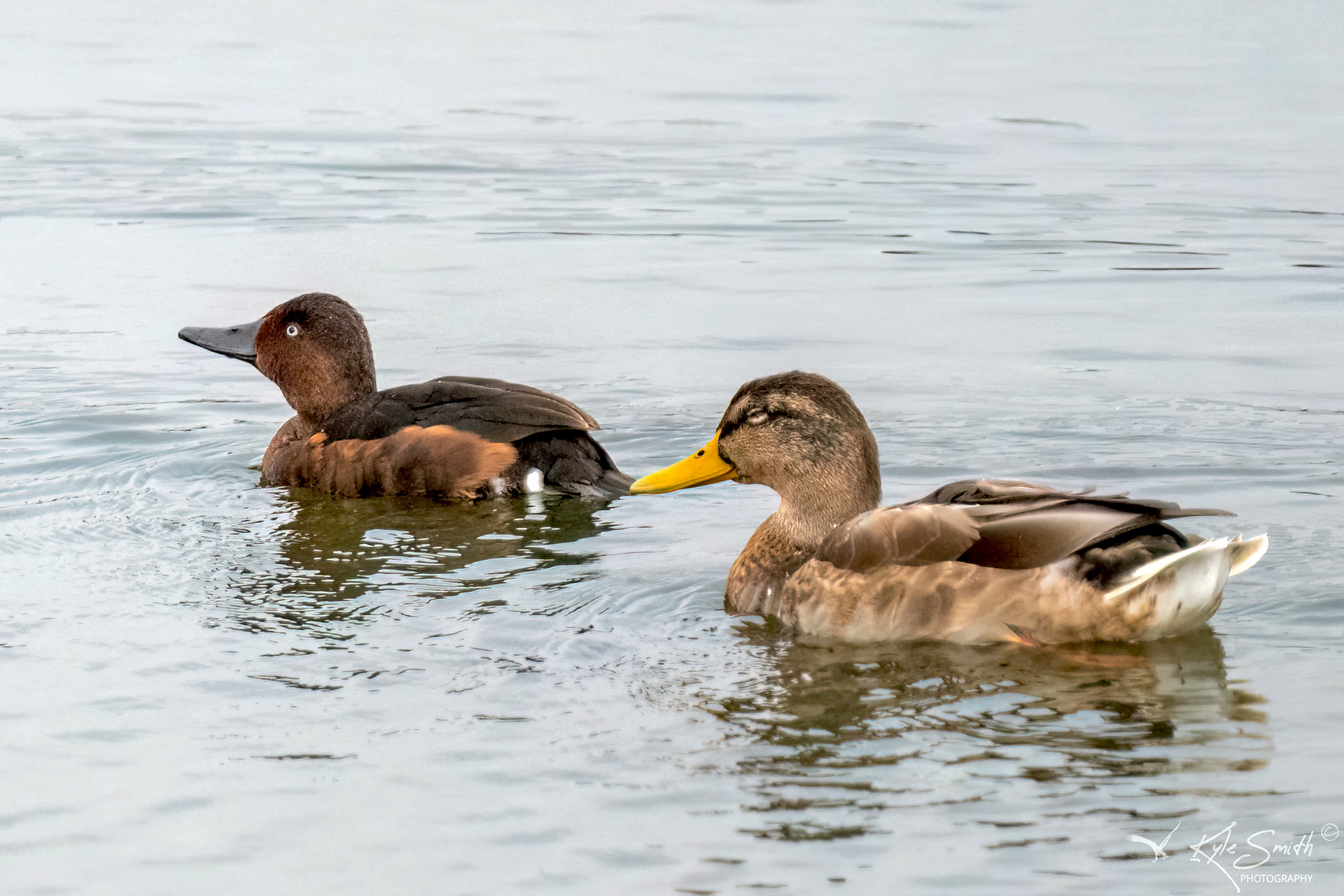 Ferruginous duck