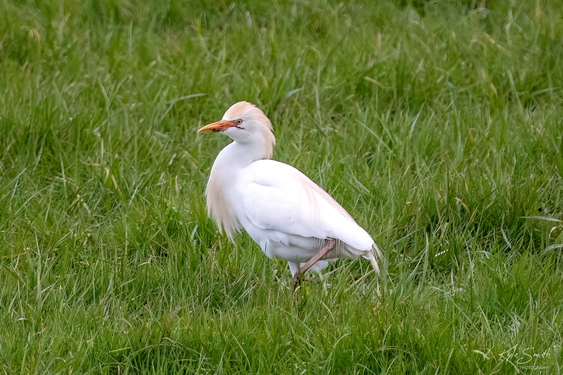 Cattle egret