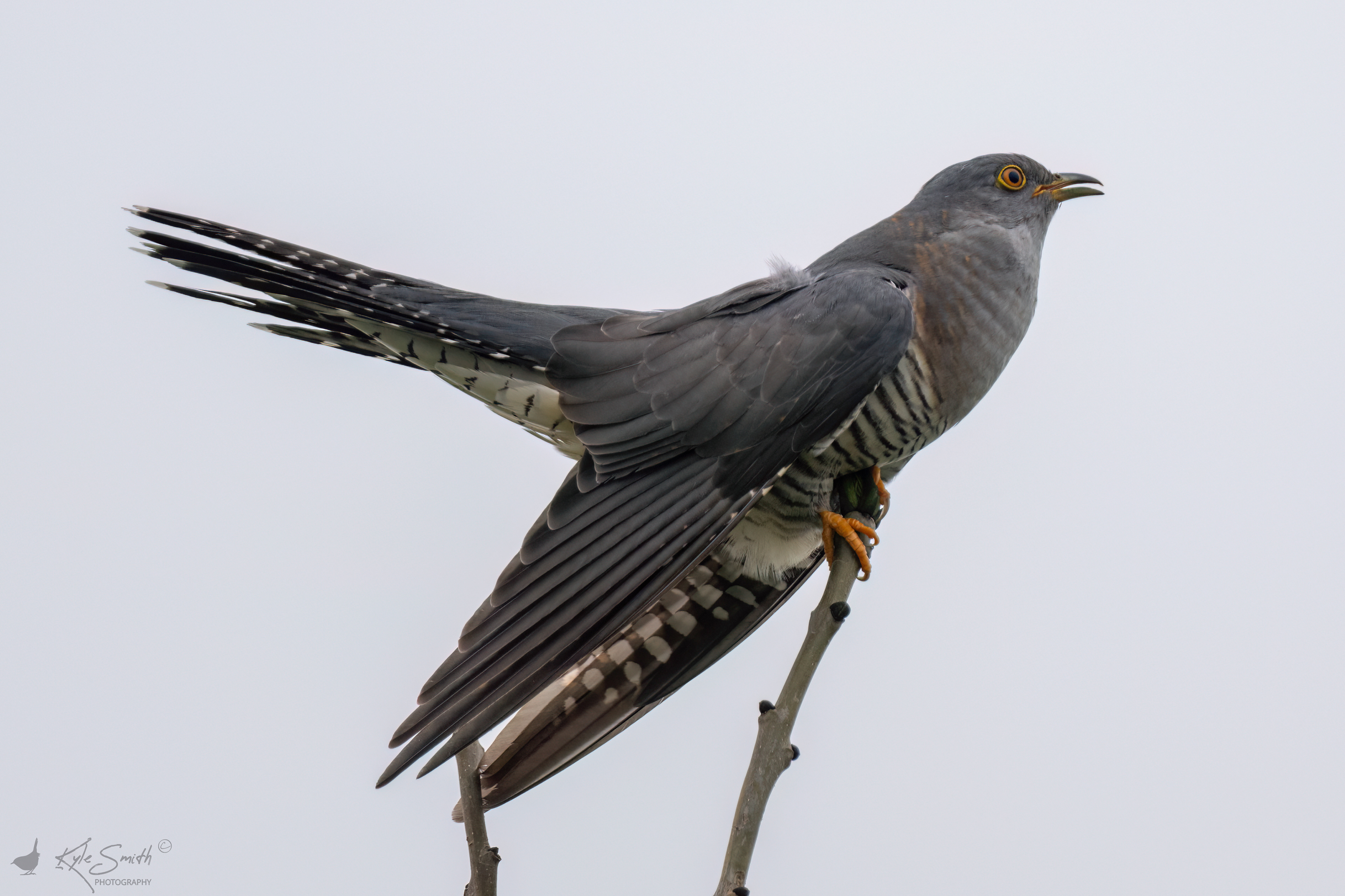 Cuckoo