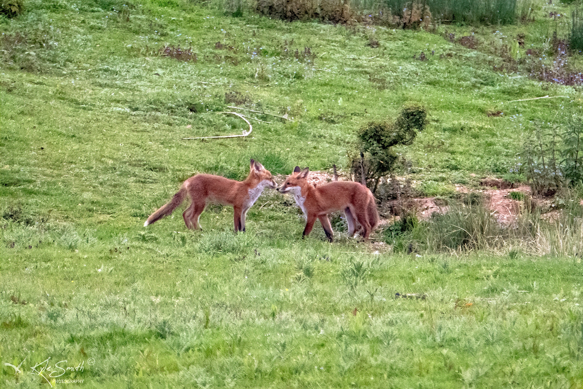 Fox