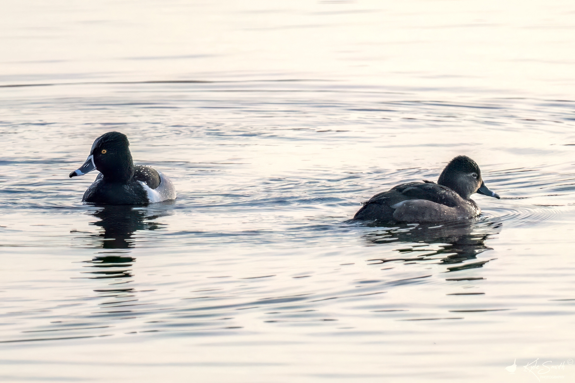 Ring-necked duck