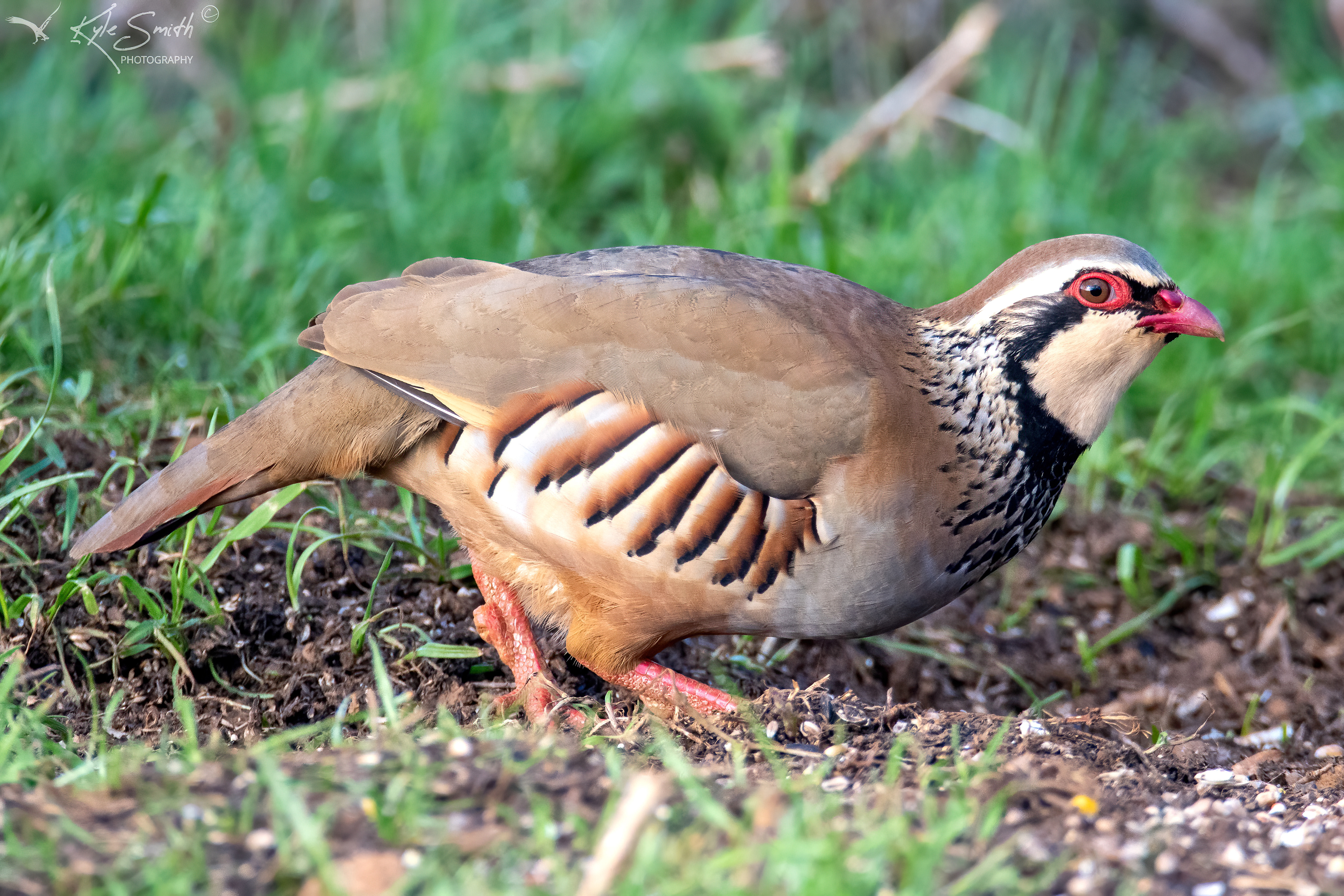 Red-legged partridge
