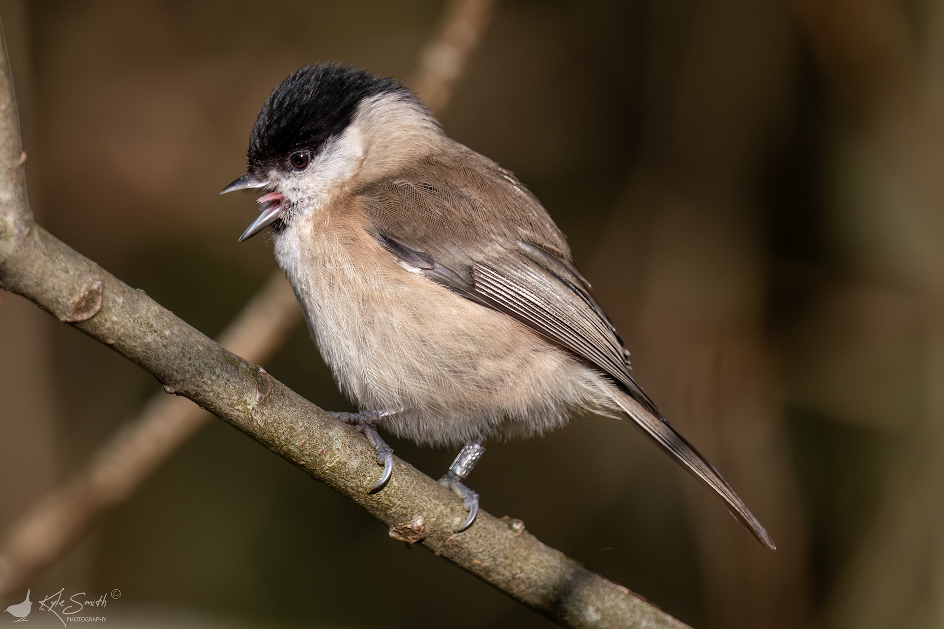 Marsh tit