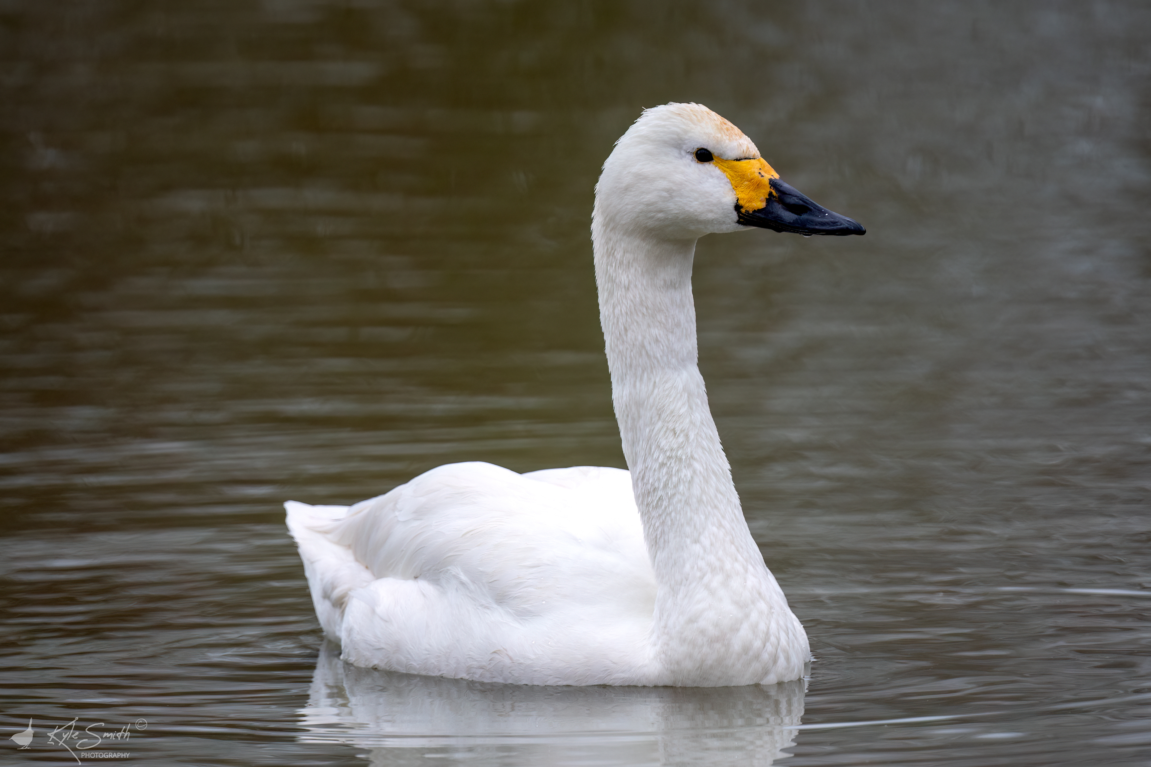 Bewick swan