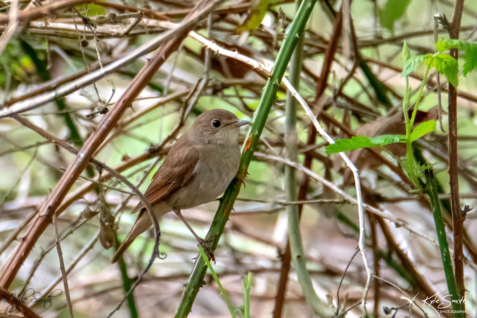 Nightingale