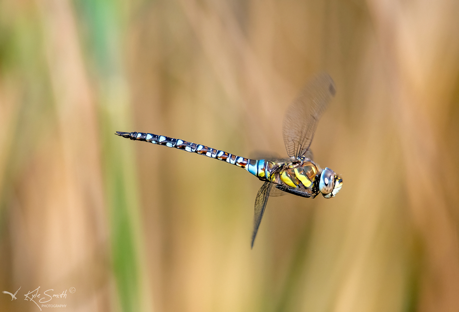 Migrant hawker