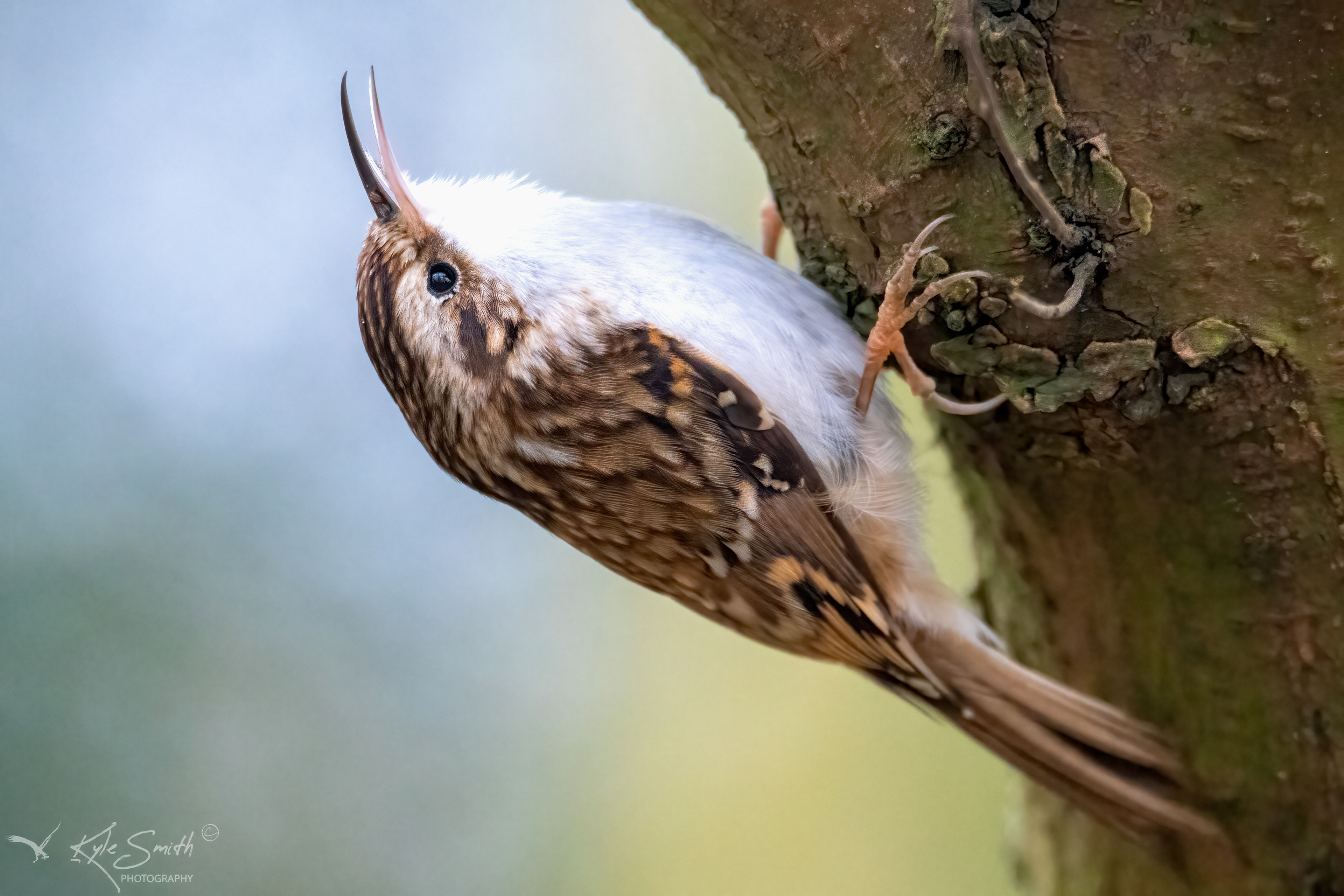 Treecreeper