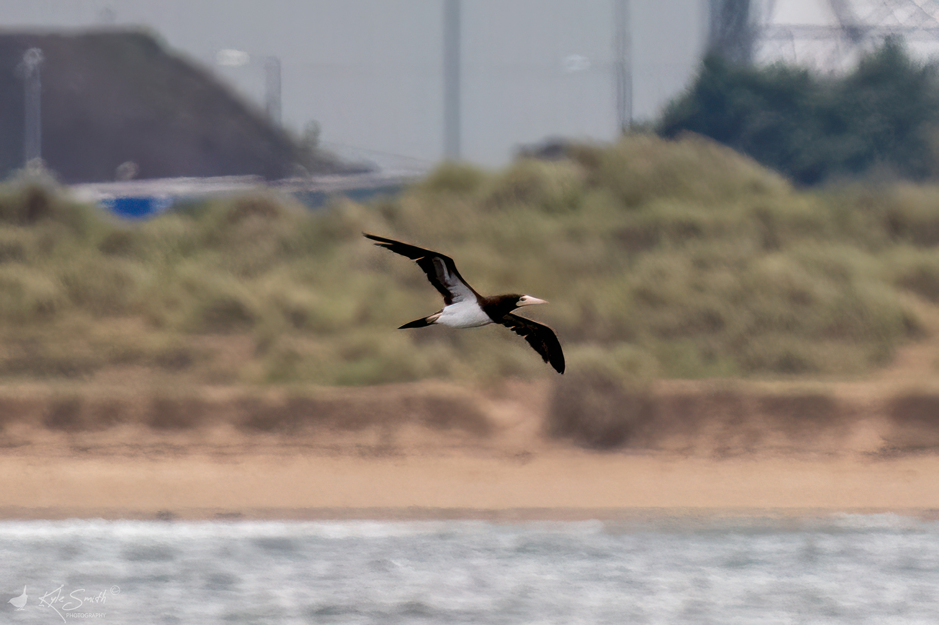 Brown booby