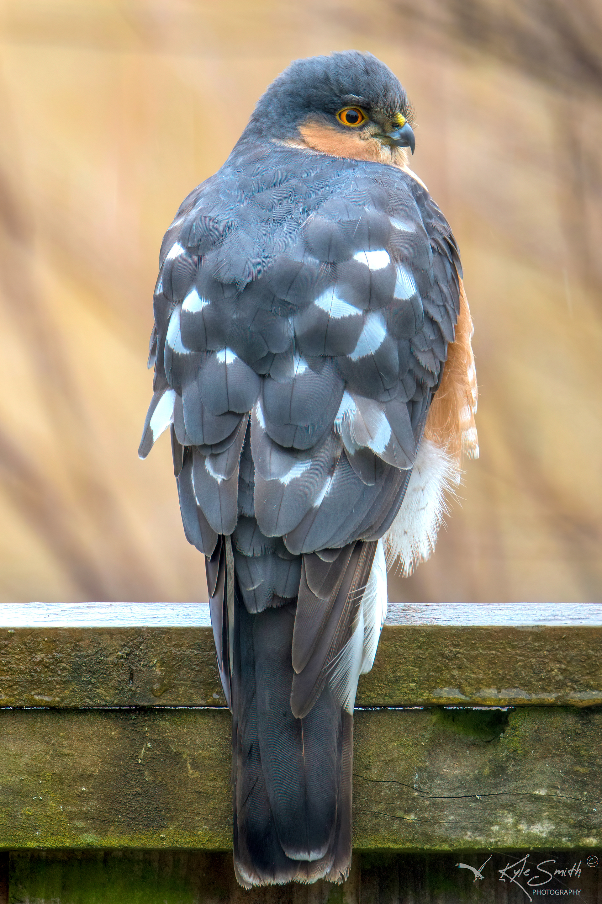 Sparrowhawk