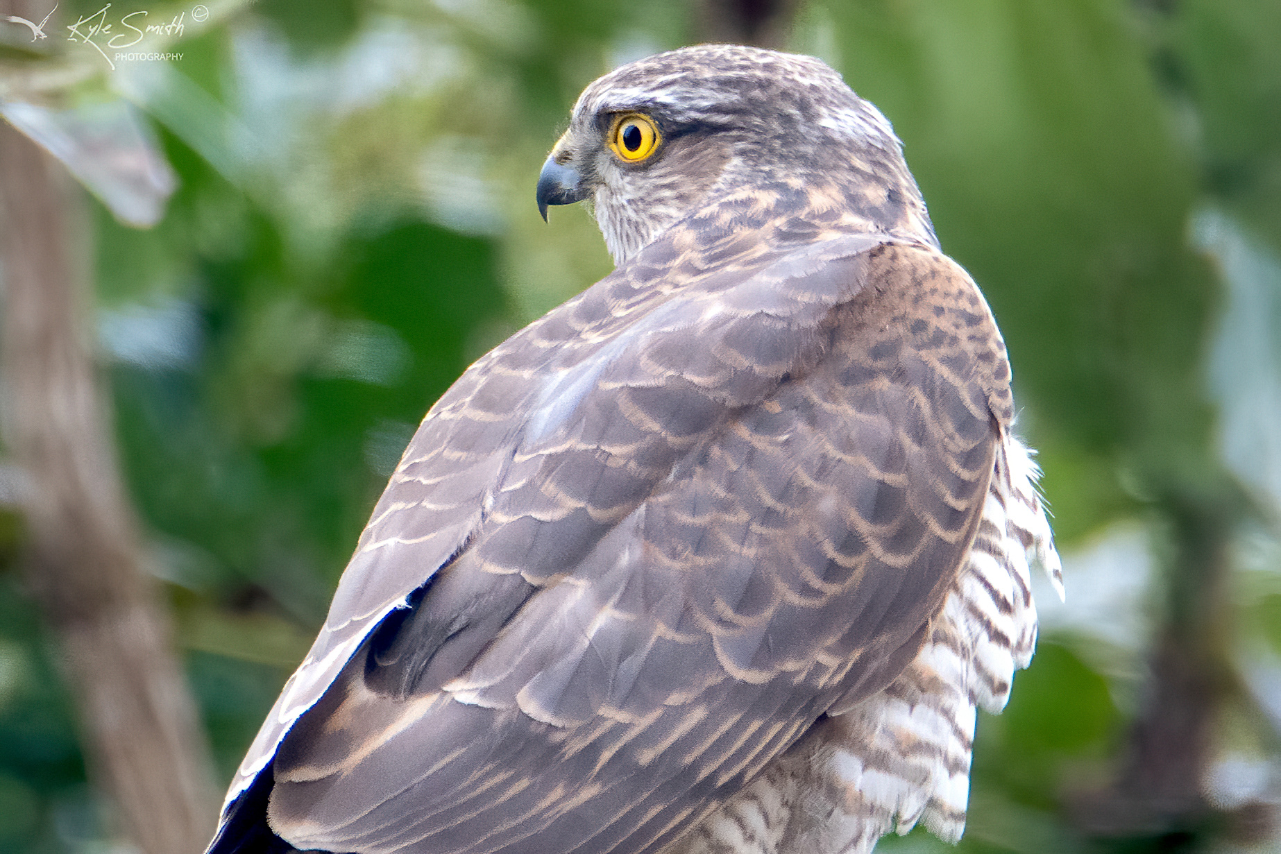 Sparrowhawk