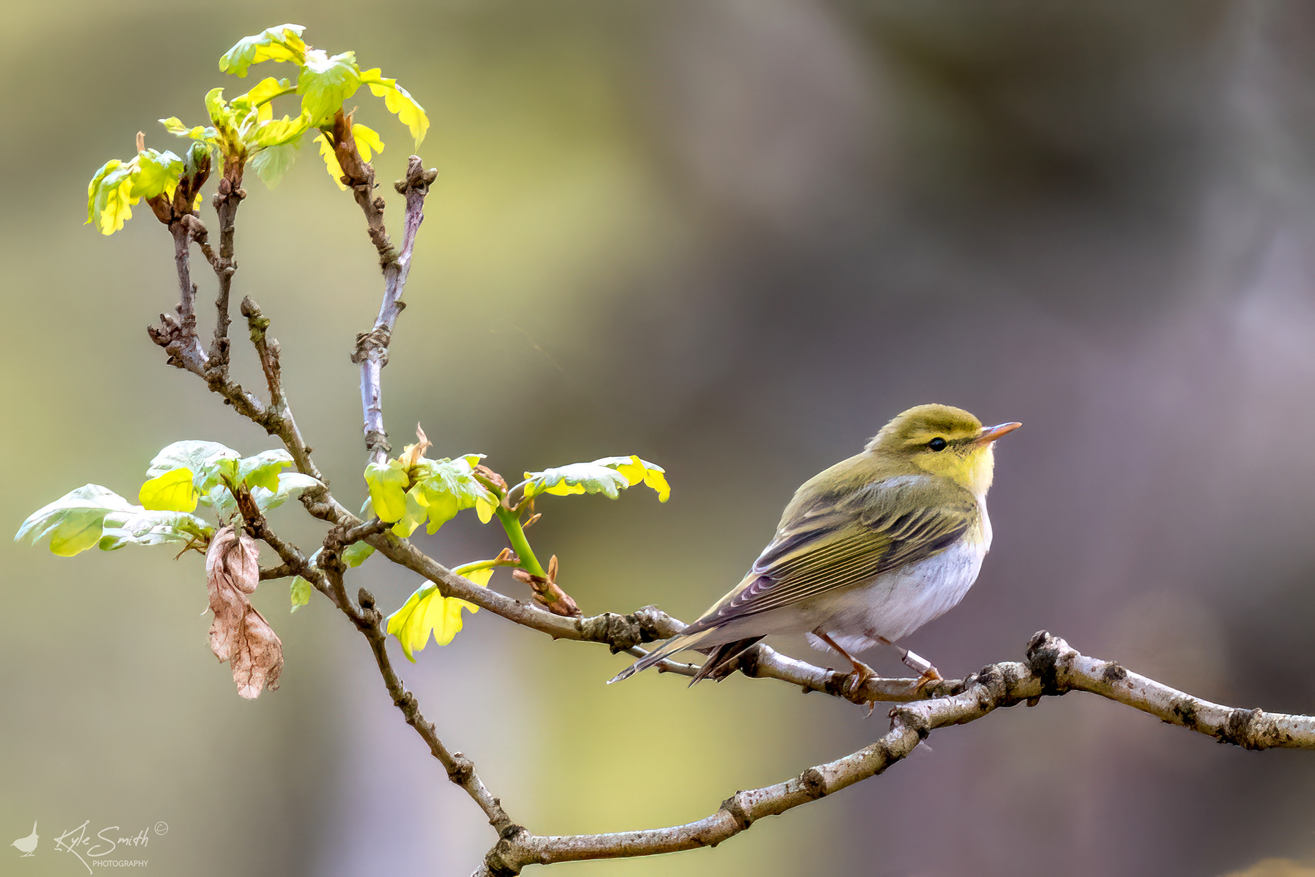 Wood warbler