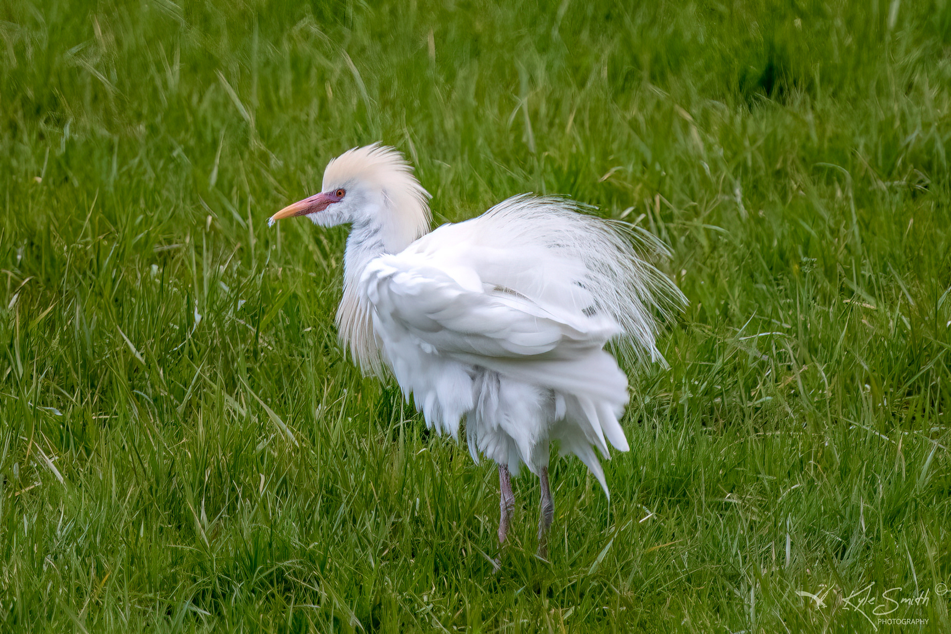 Cattle egret