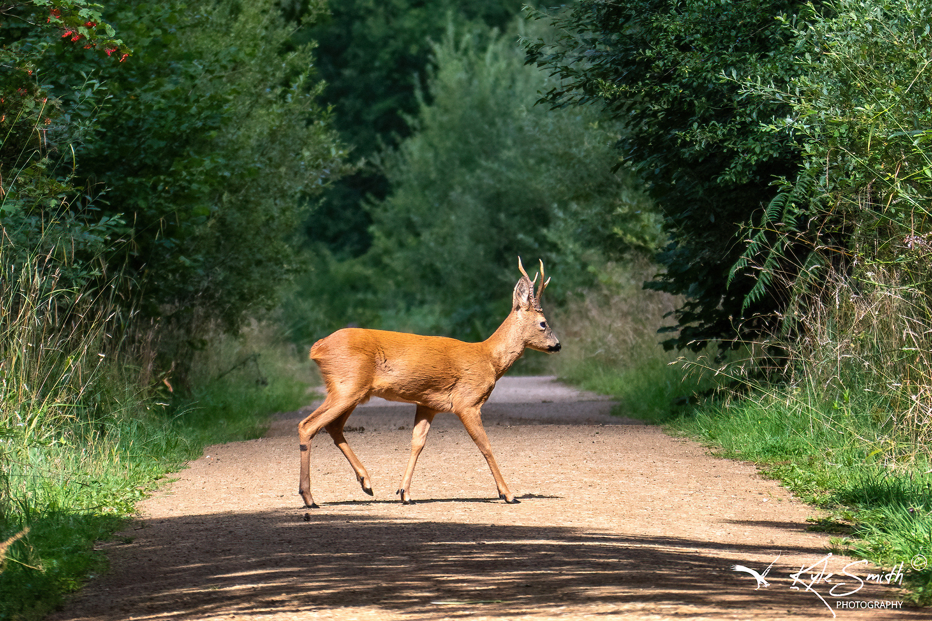 Roe deer