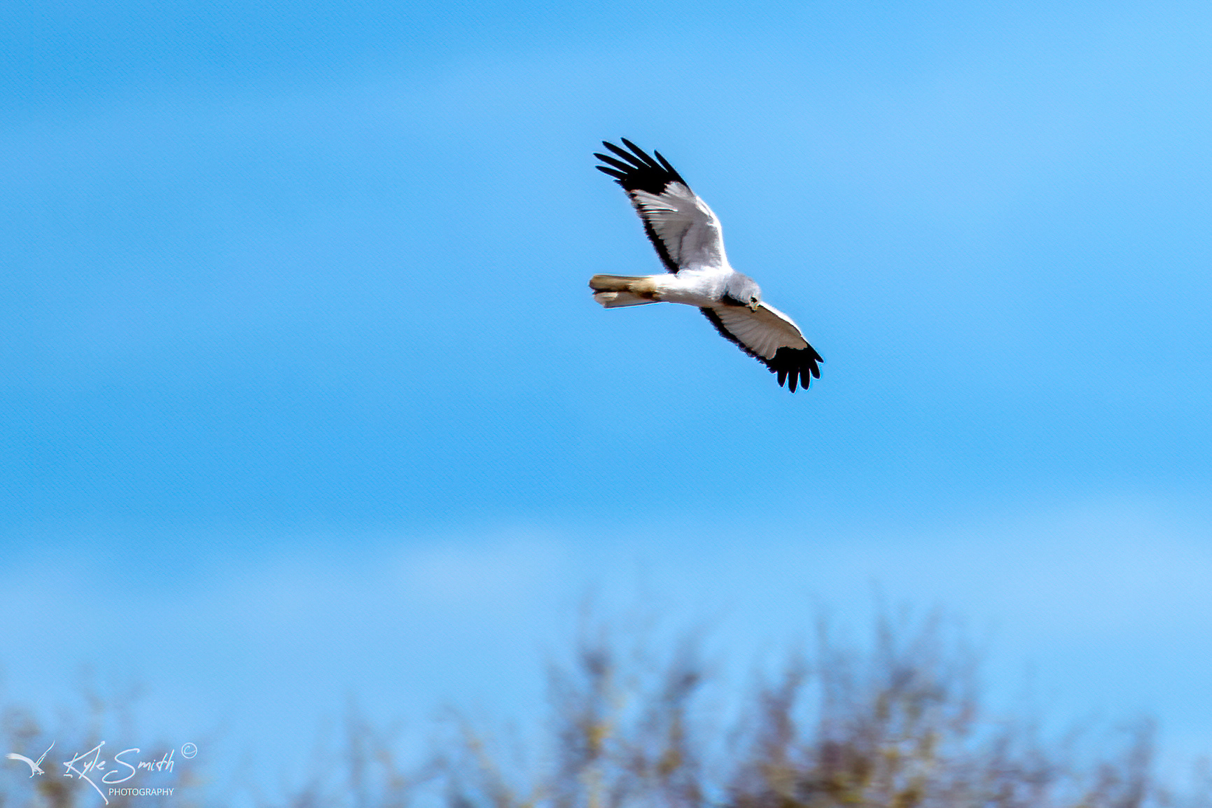 Hen harrier