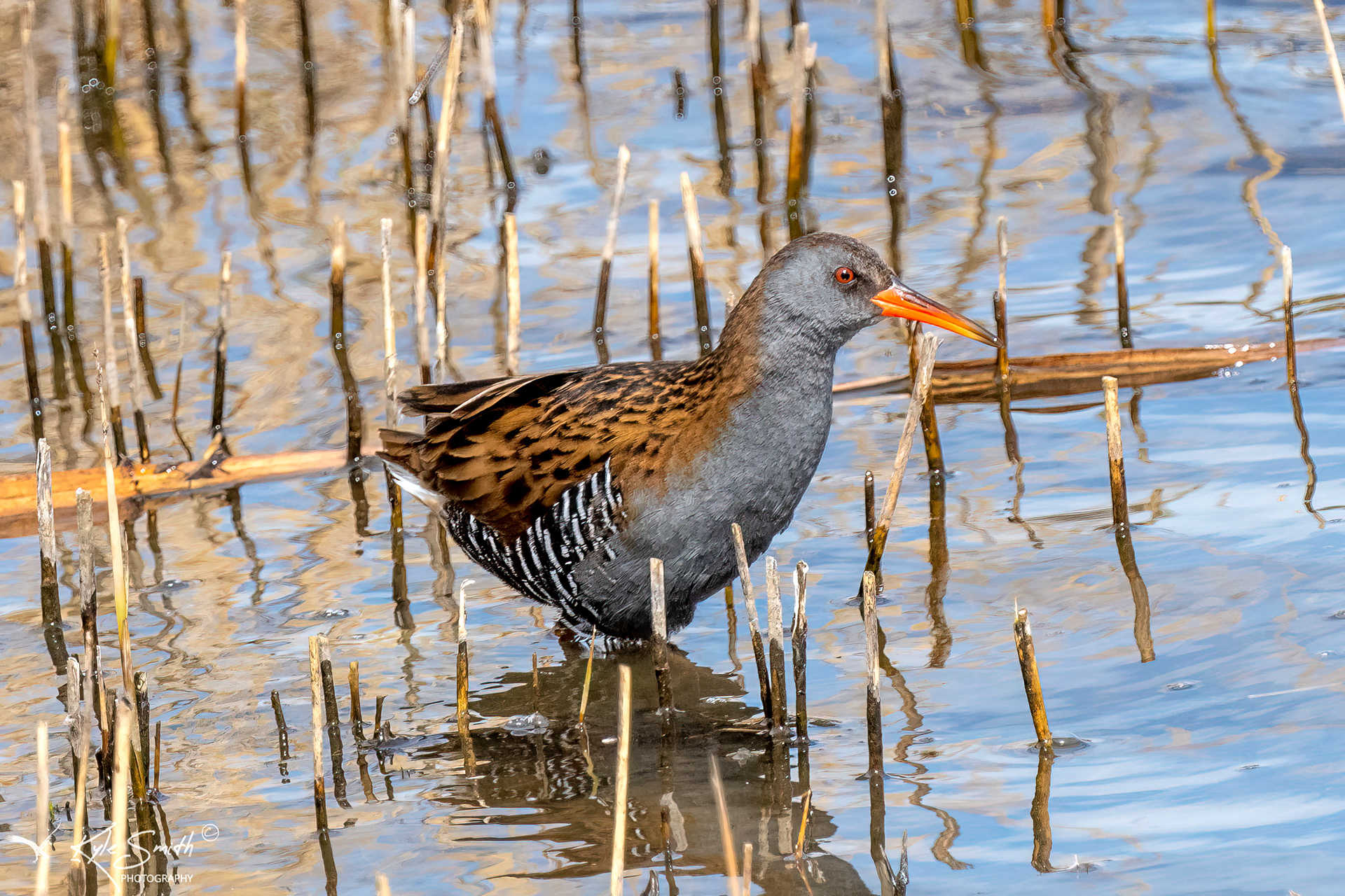 Water rail