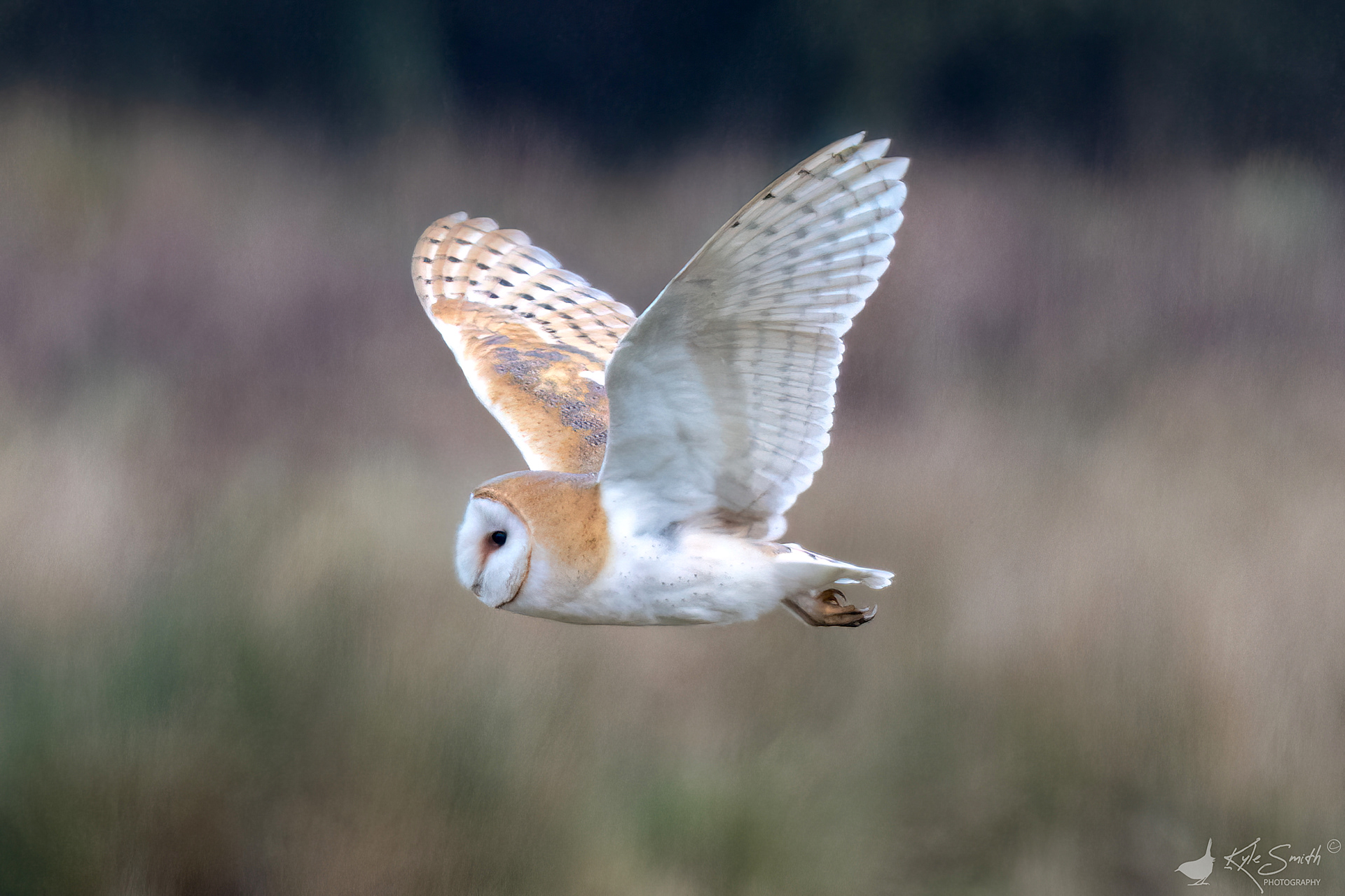 Barn owl