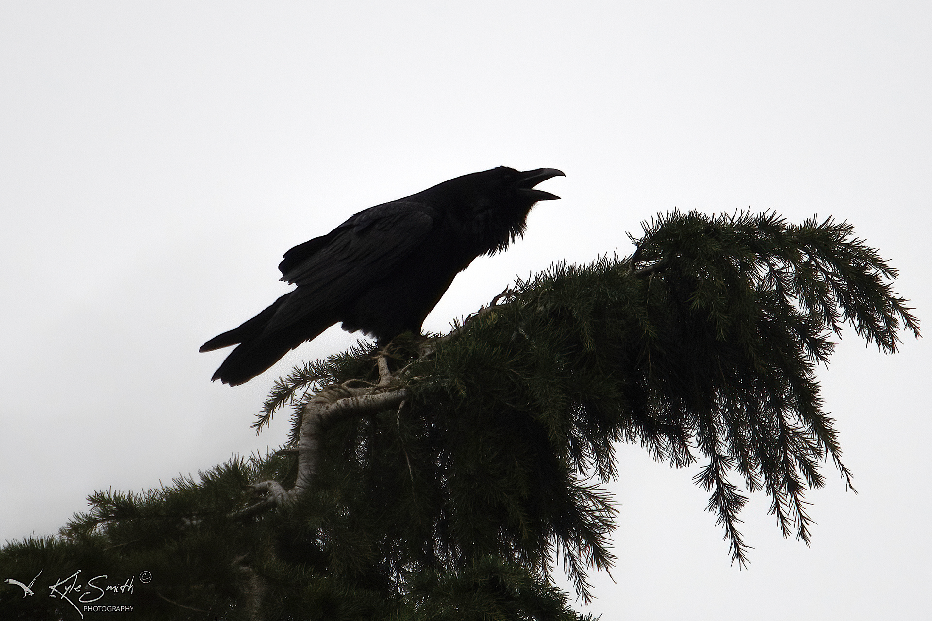Raven