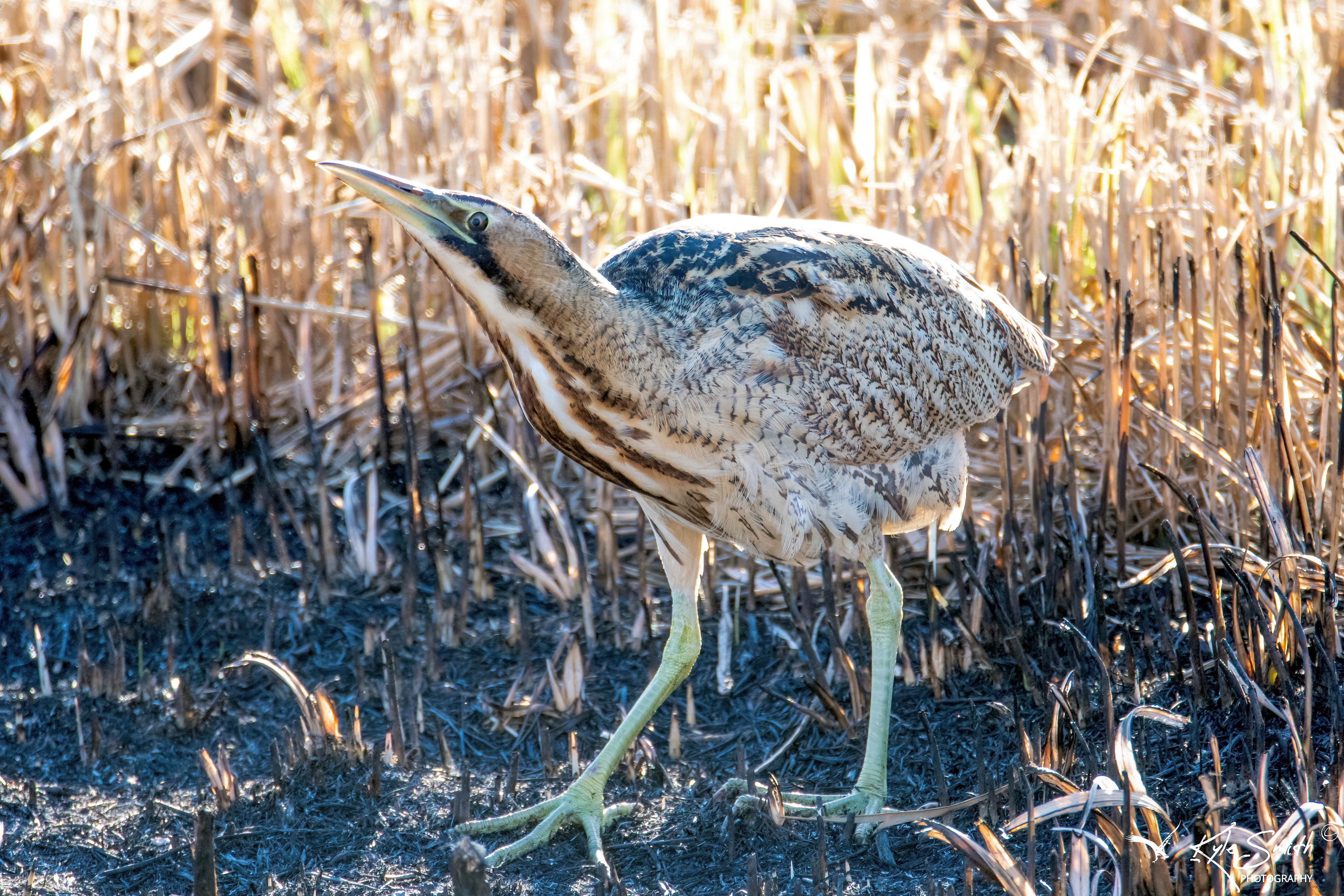 Bittern