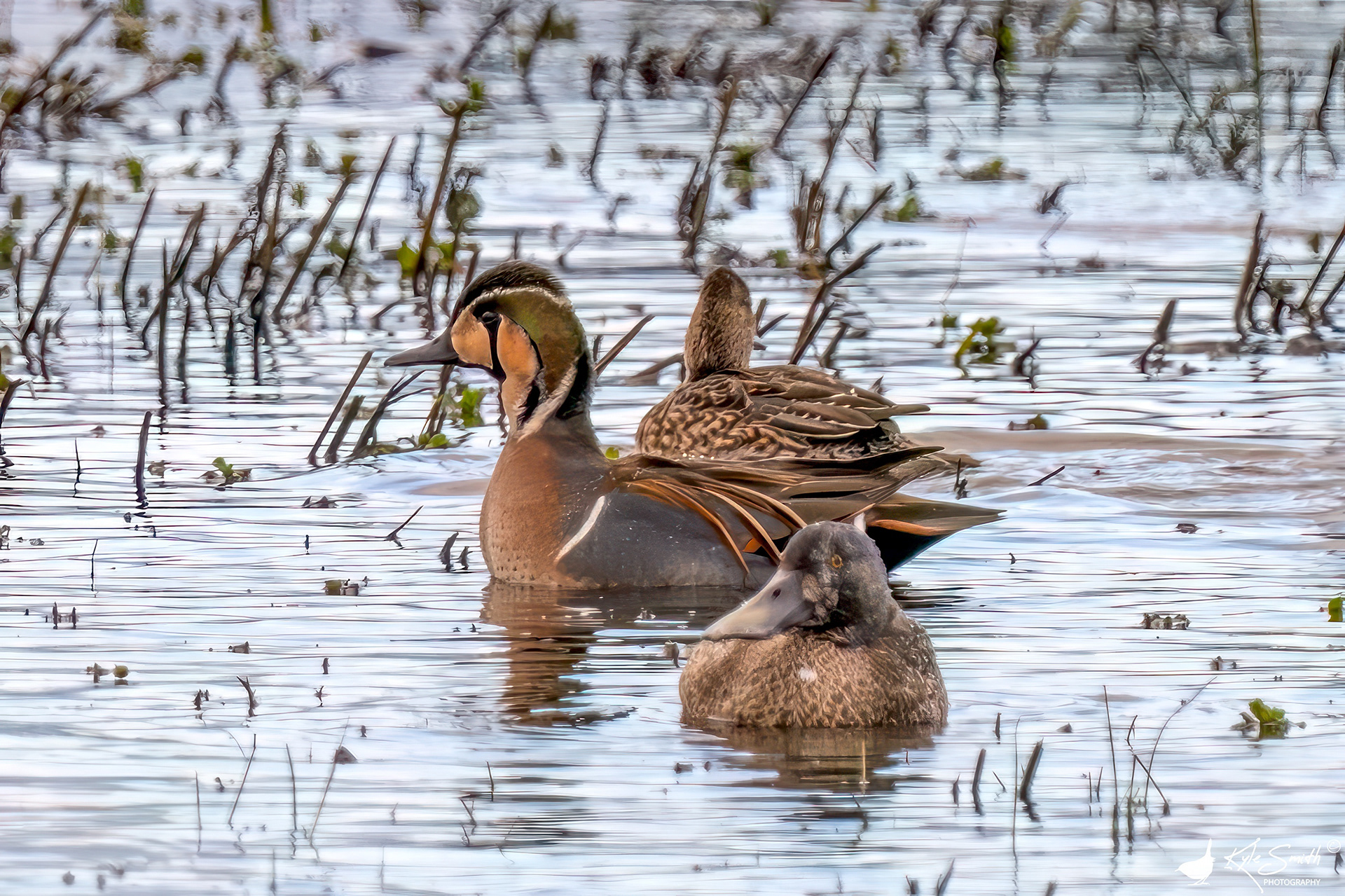 Baikal teal