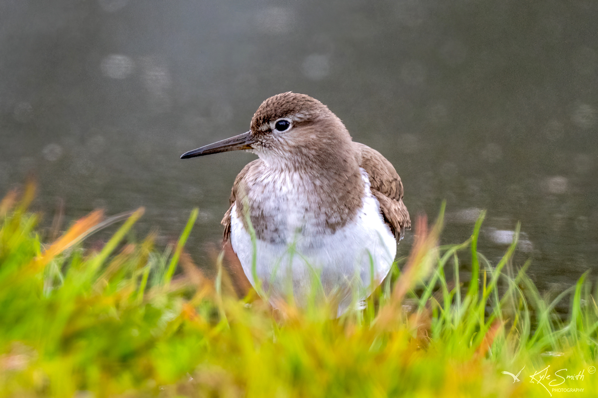 Common sandpiper