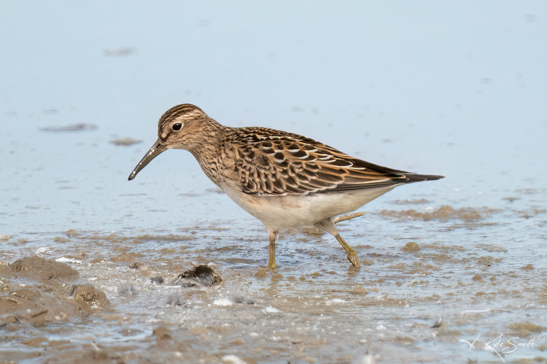 Pectoral sandpiper