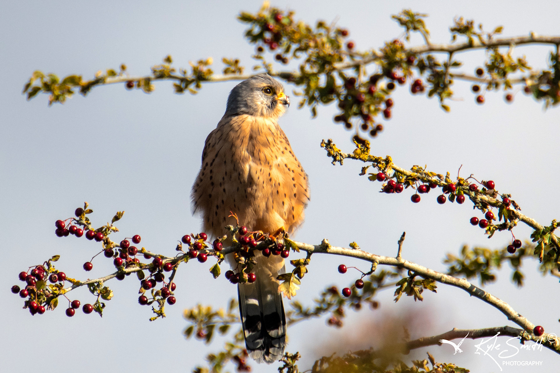 Kestrel