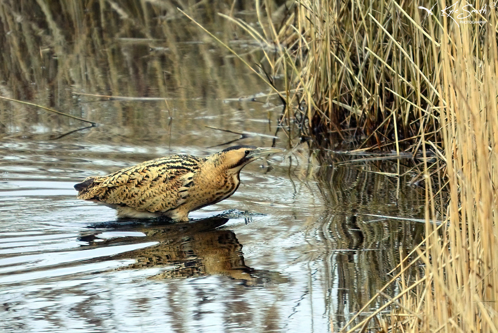 Bittern