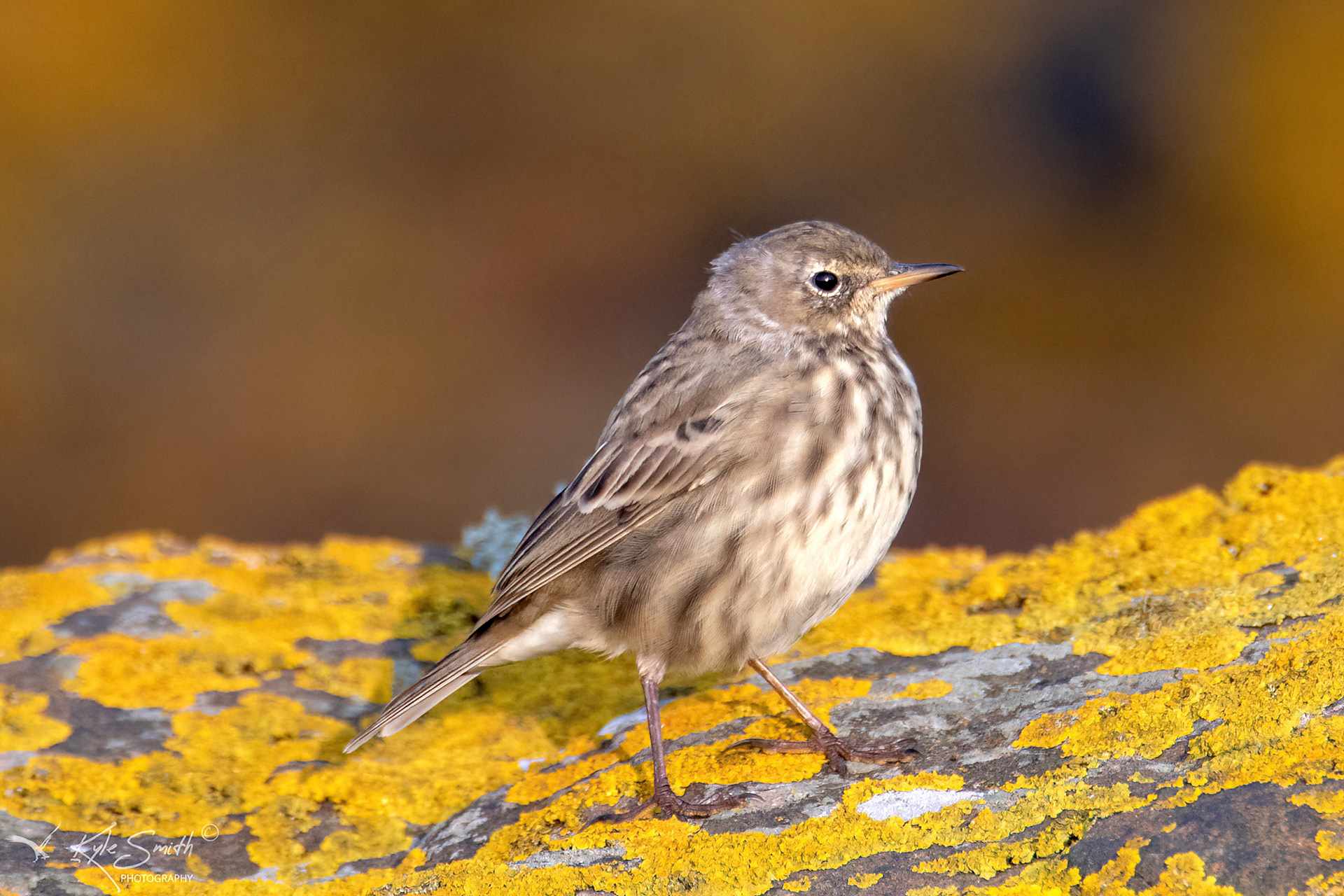Rock pipit
