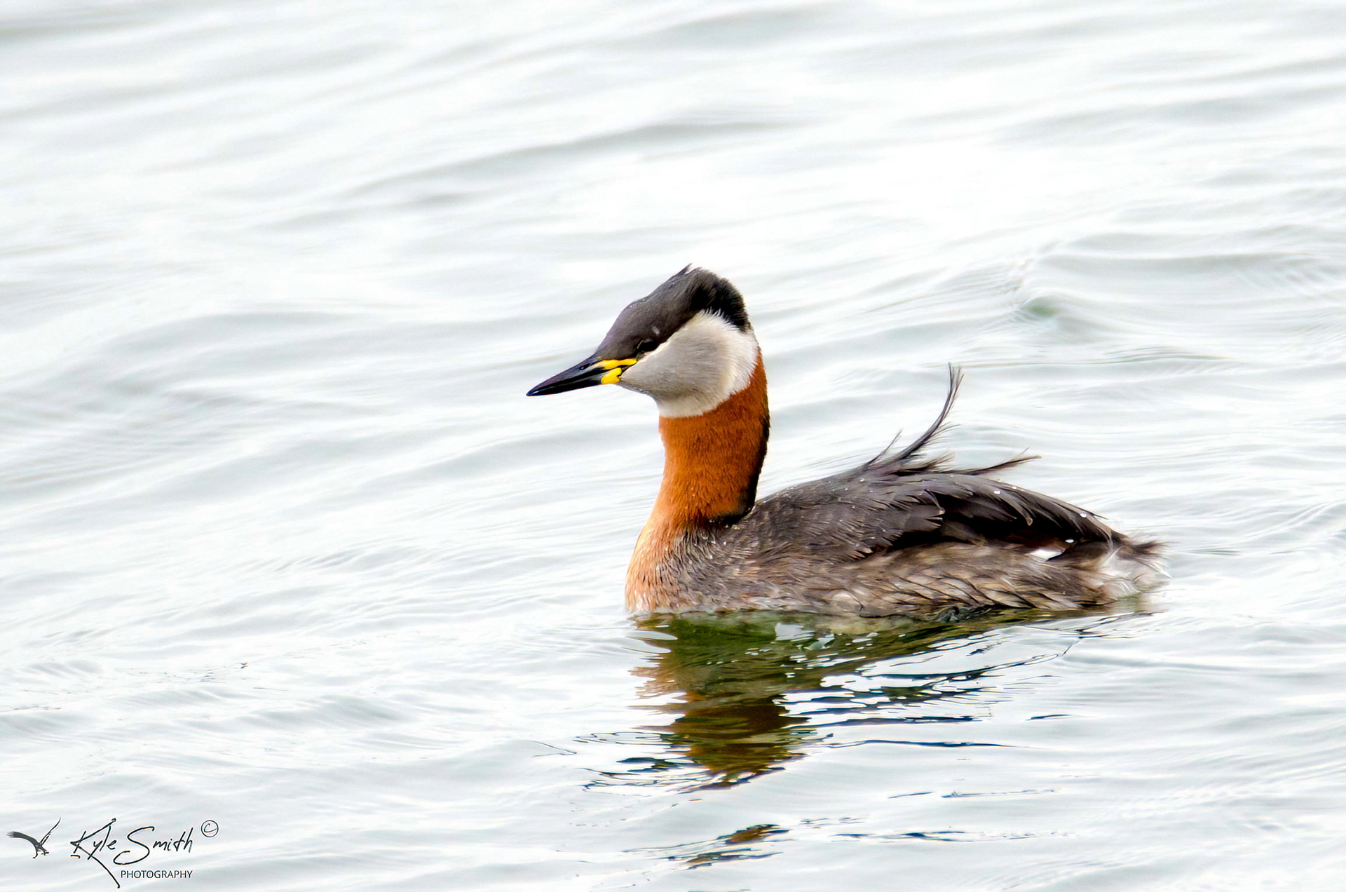 Red-necked grebe