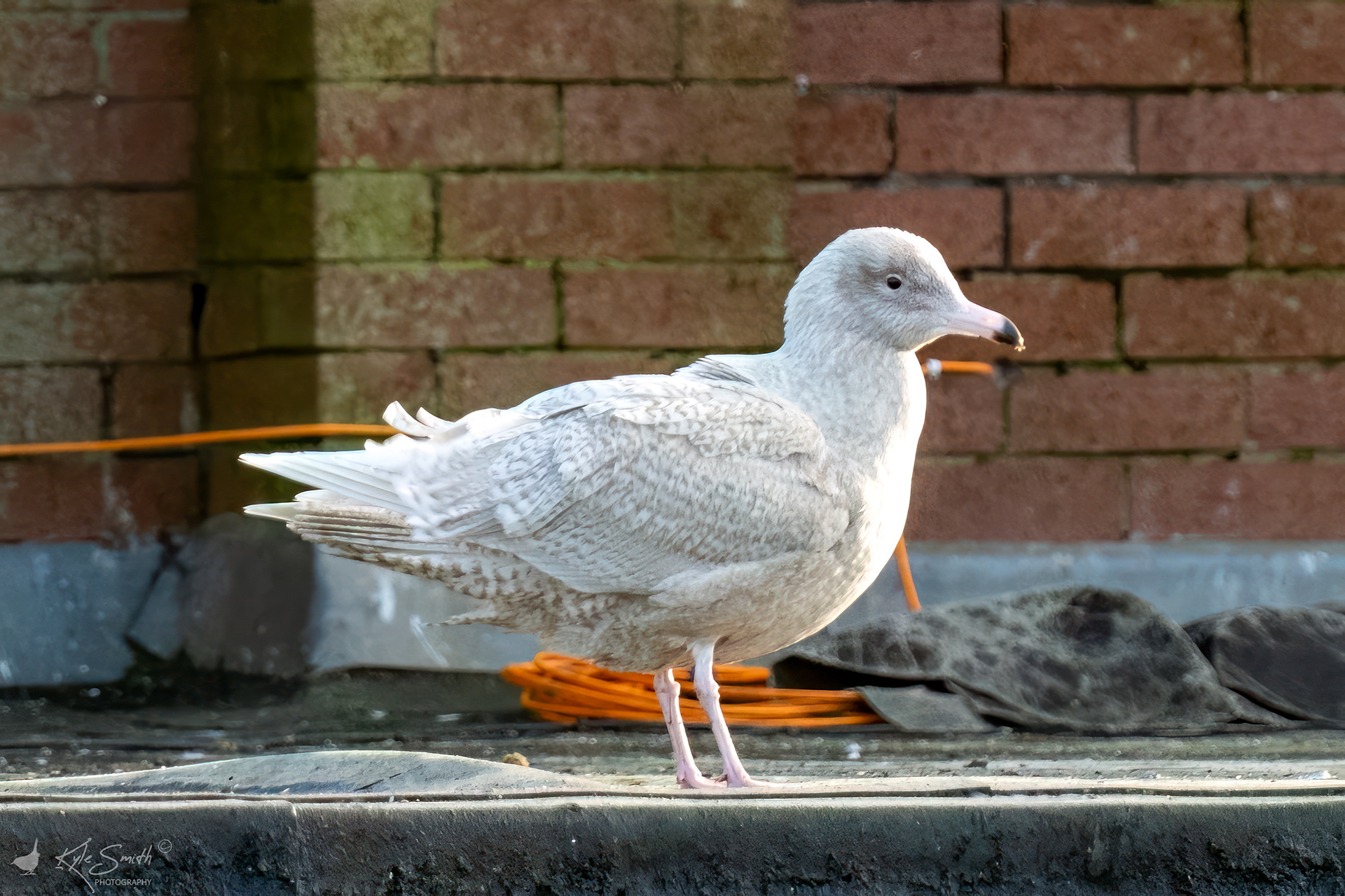 Glaucous gull