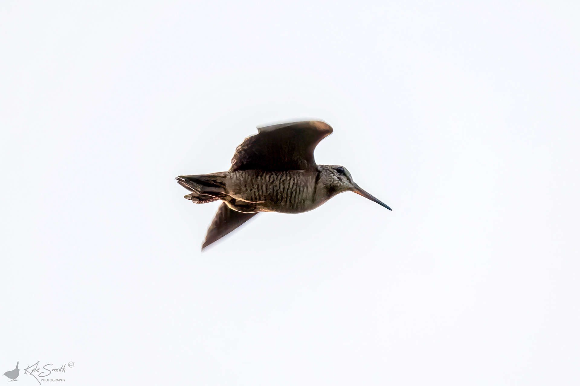 Woodcock