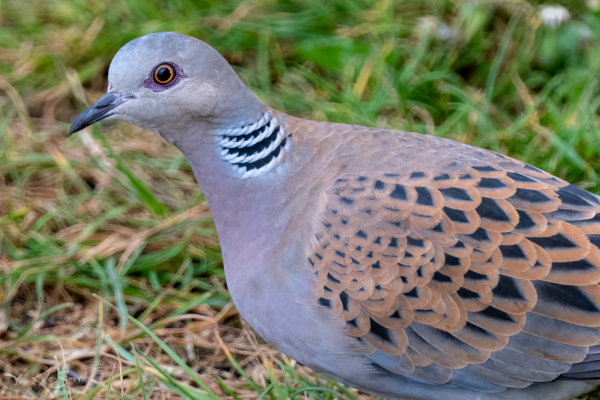 Turtle dove