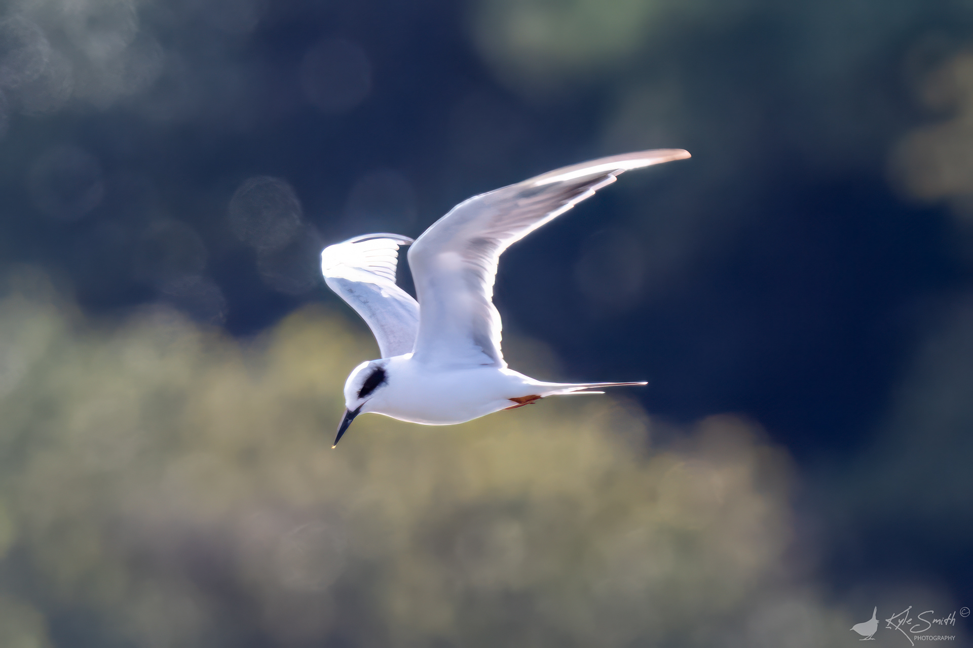 Forster's tern