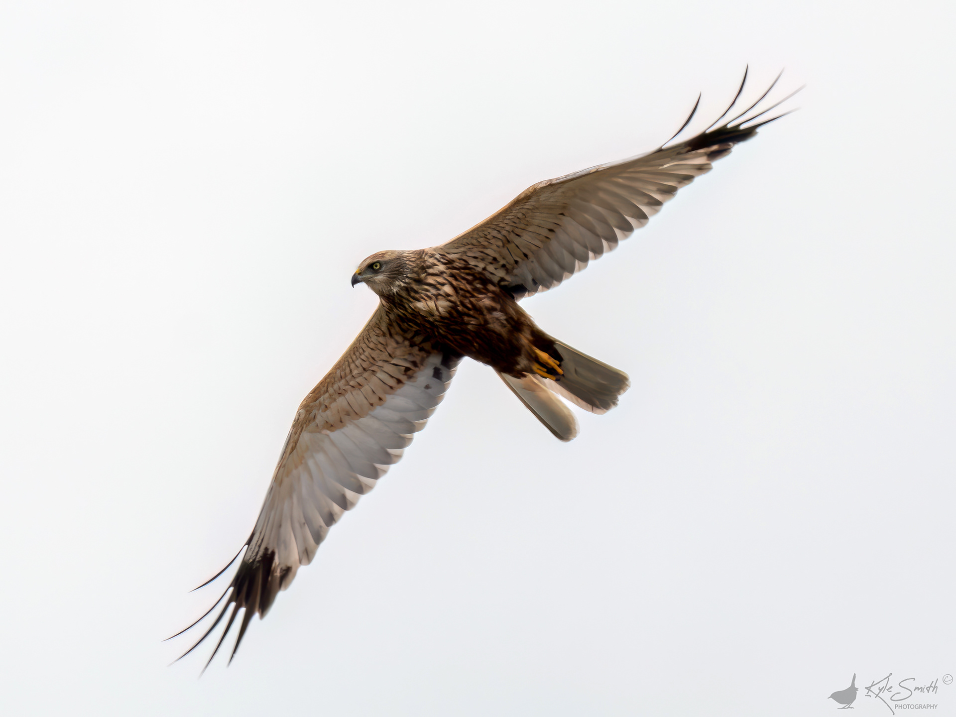 Marsh harrier