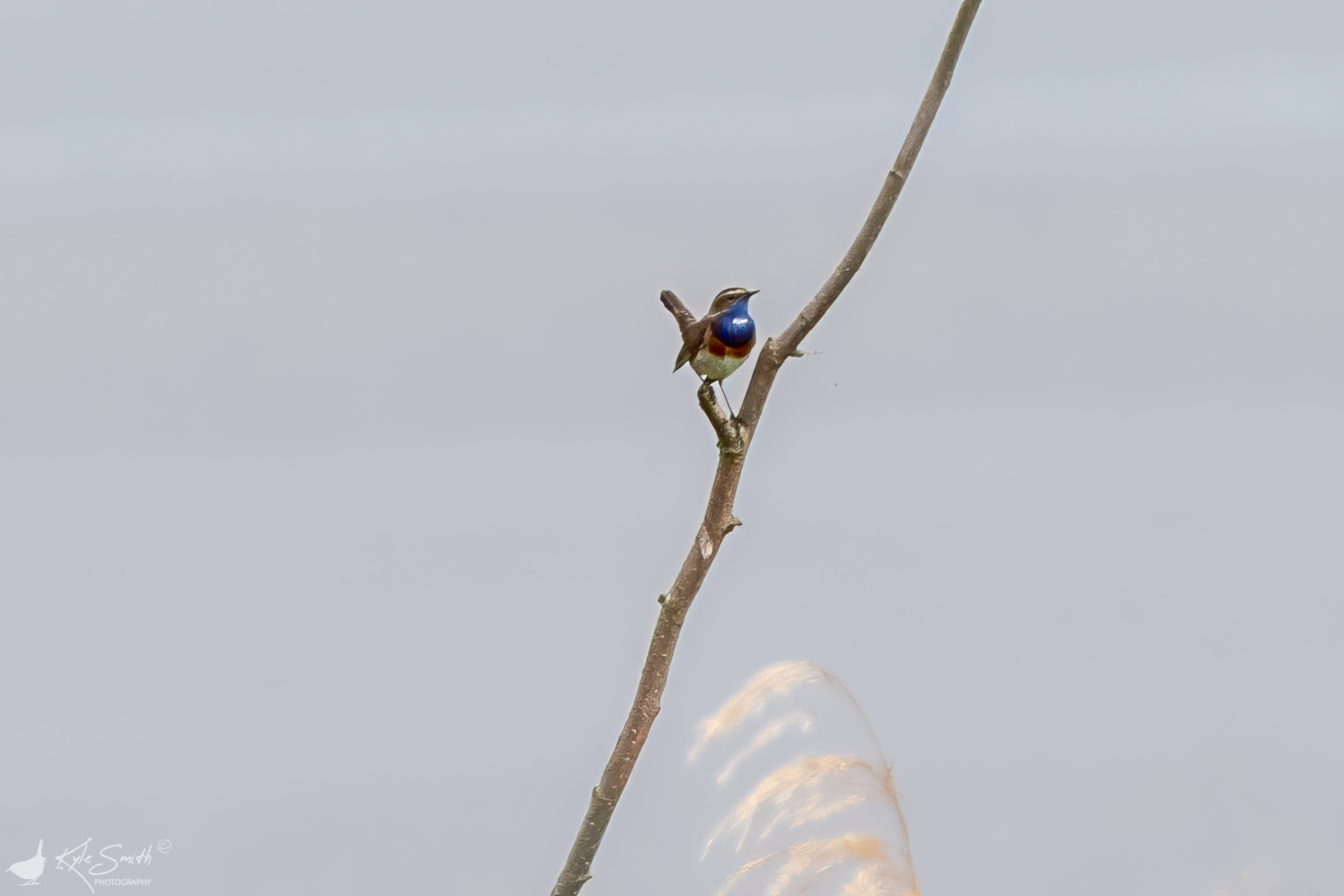 White-spotted bluethroat