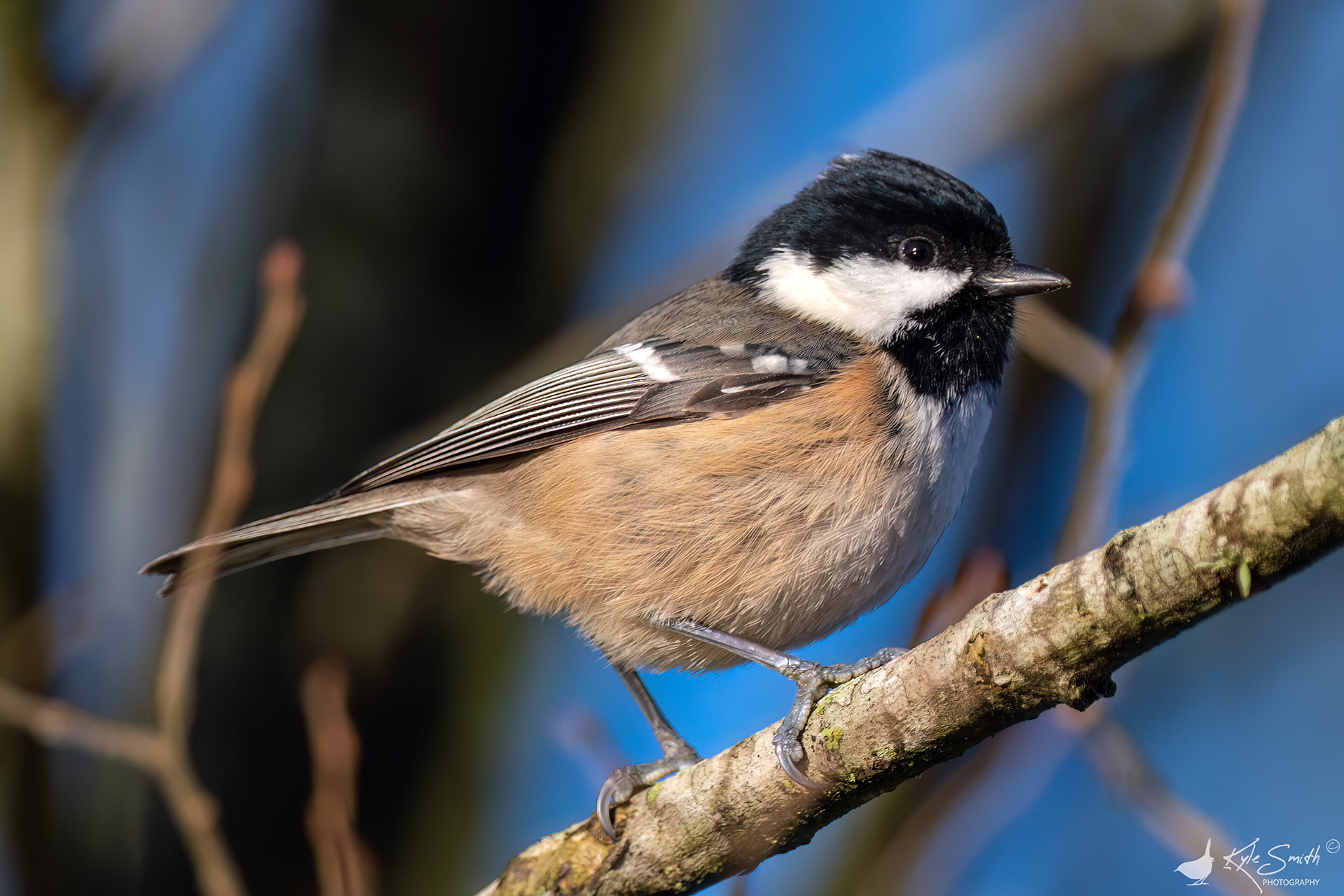 Coal tit