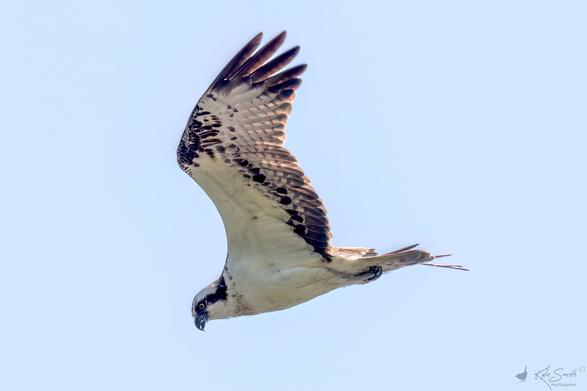 Osprey