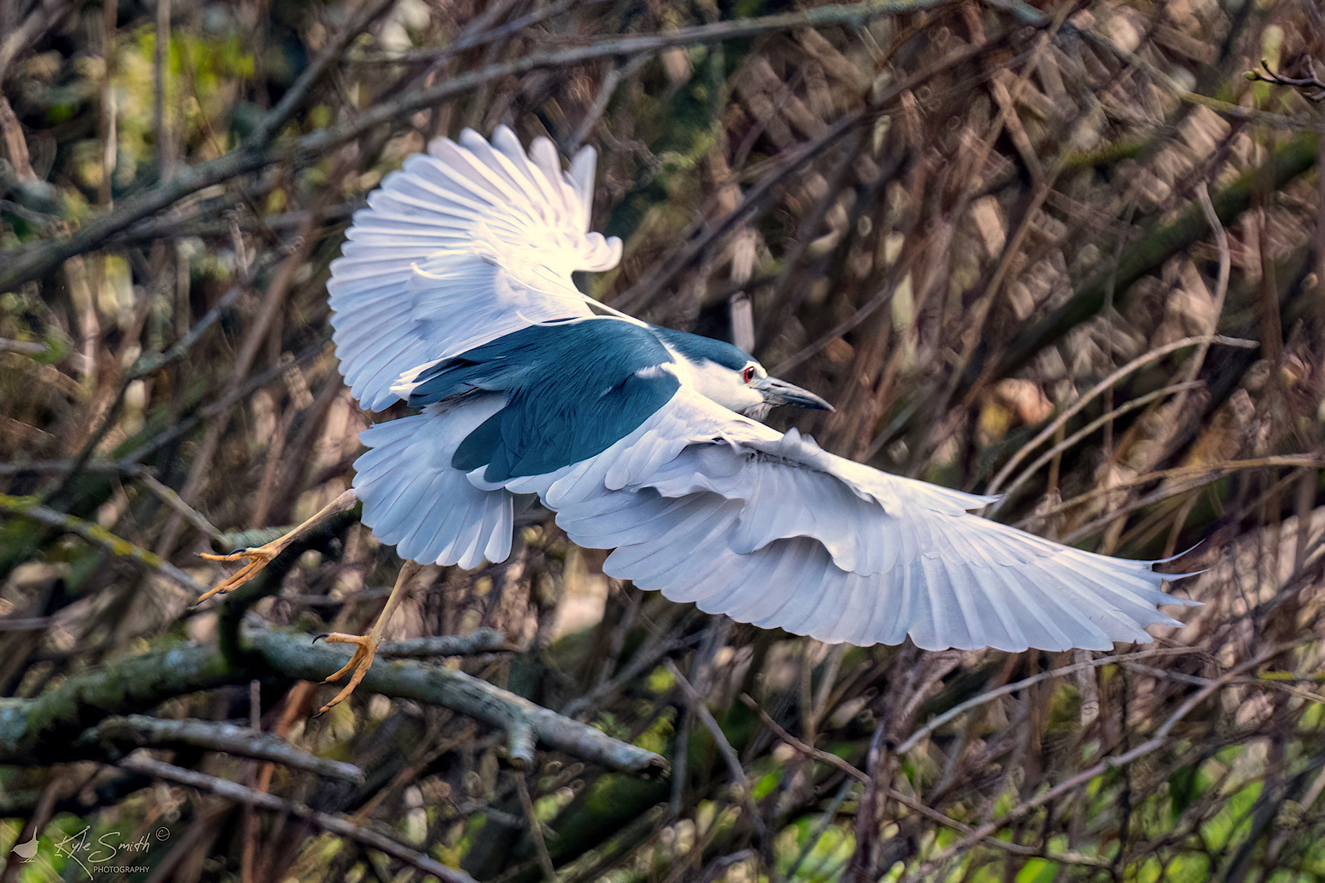 (Black-crowned) Night heron