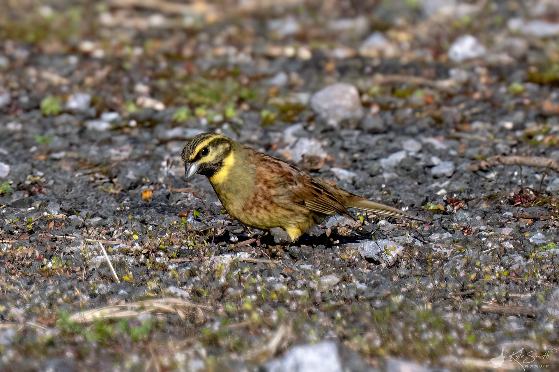 Cirl bunting