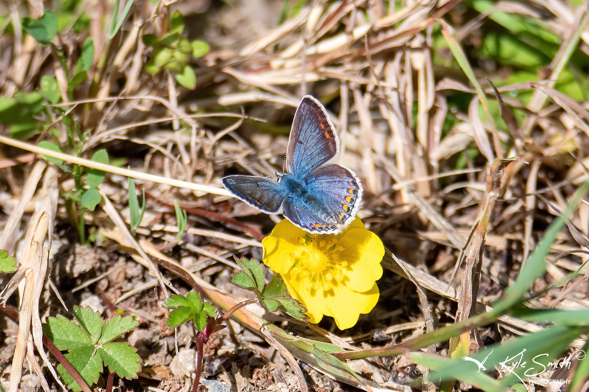 Common blue