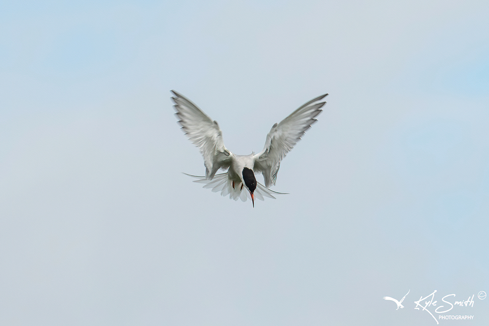 Common tern