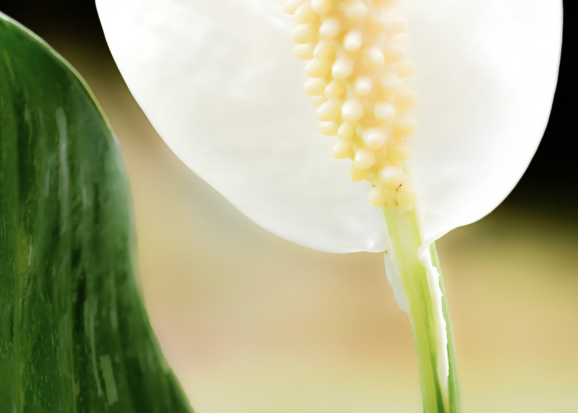 A Peaceful Lily
